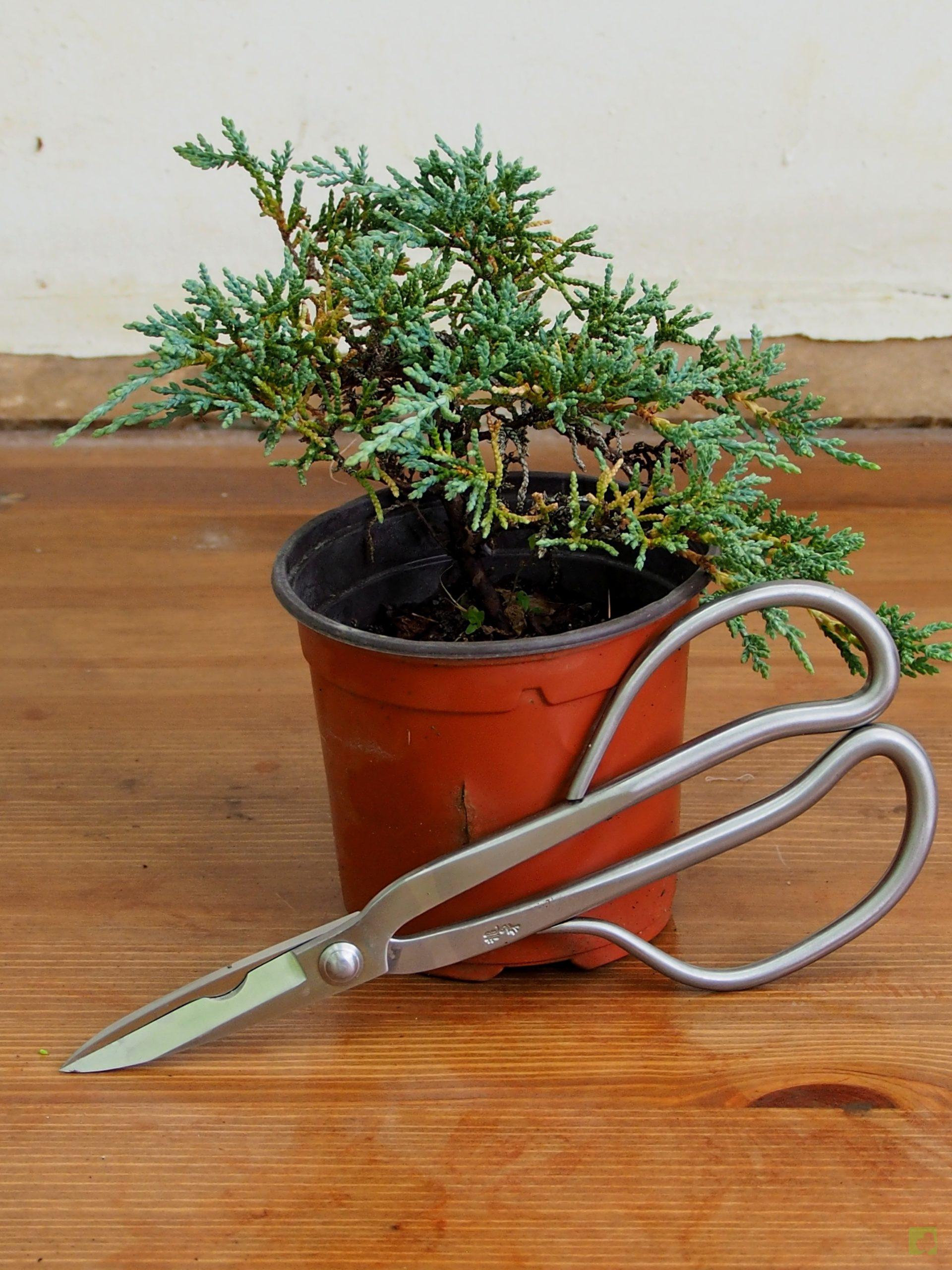 Processed with MOLDIV