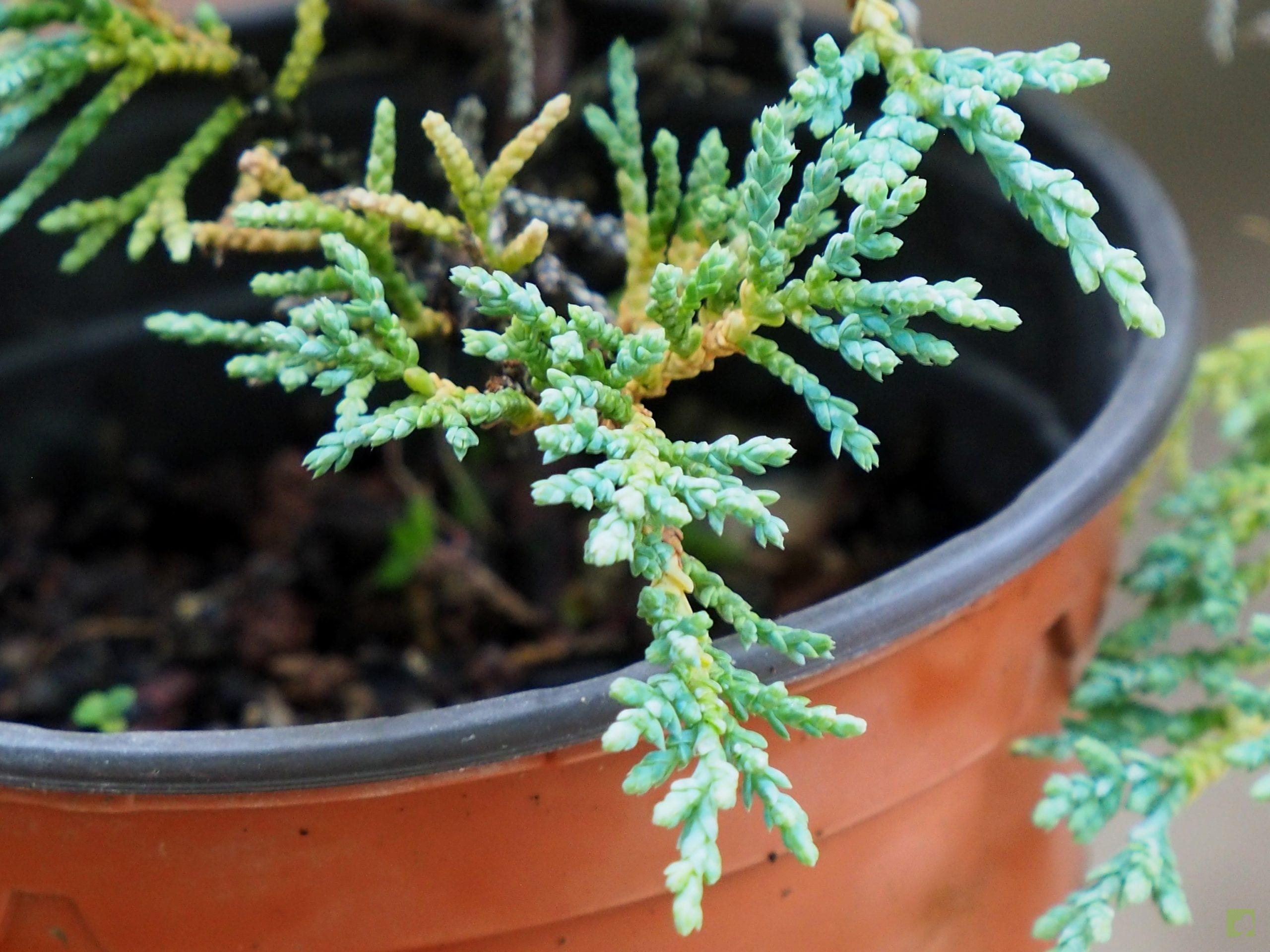 Processed with MOLDIV