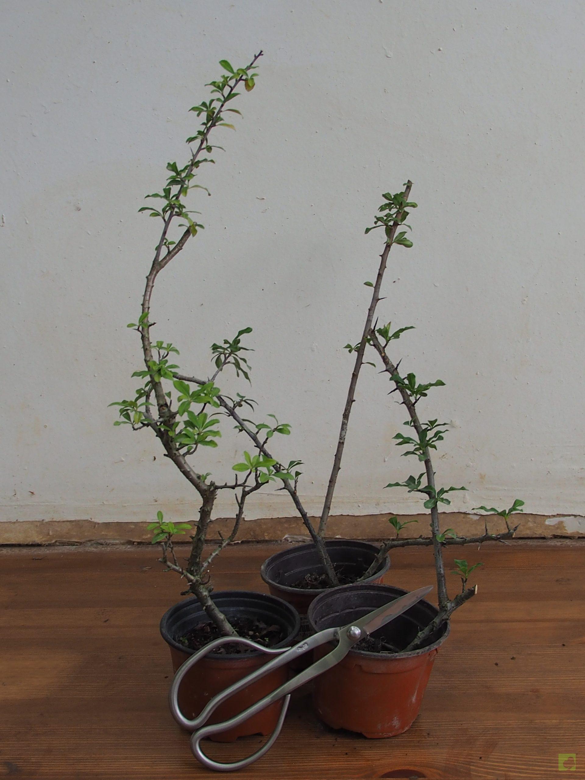 Processed with MOLDIV