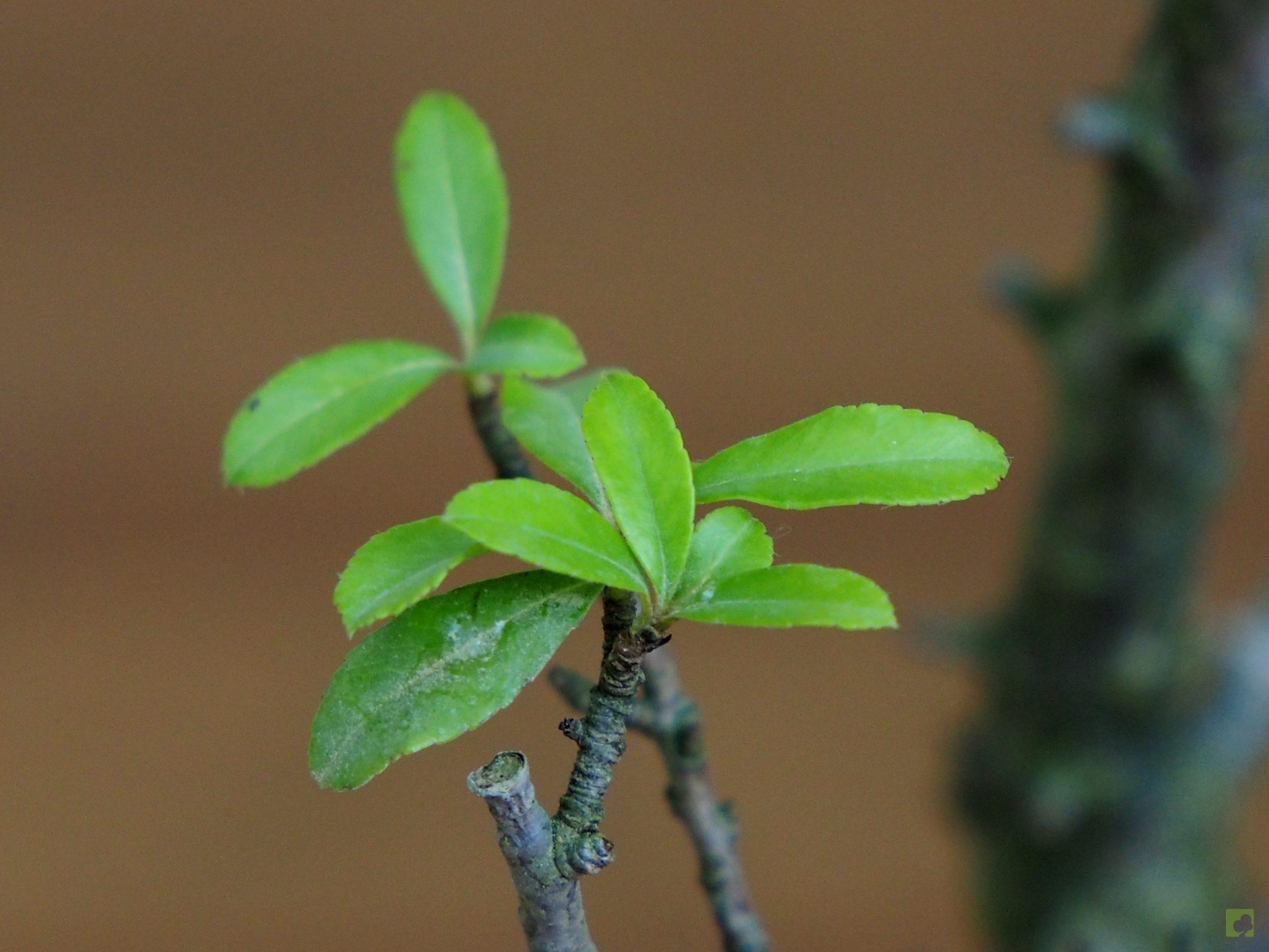 Processed with MOLDIV