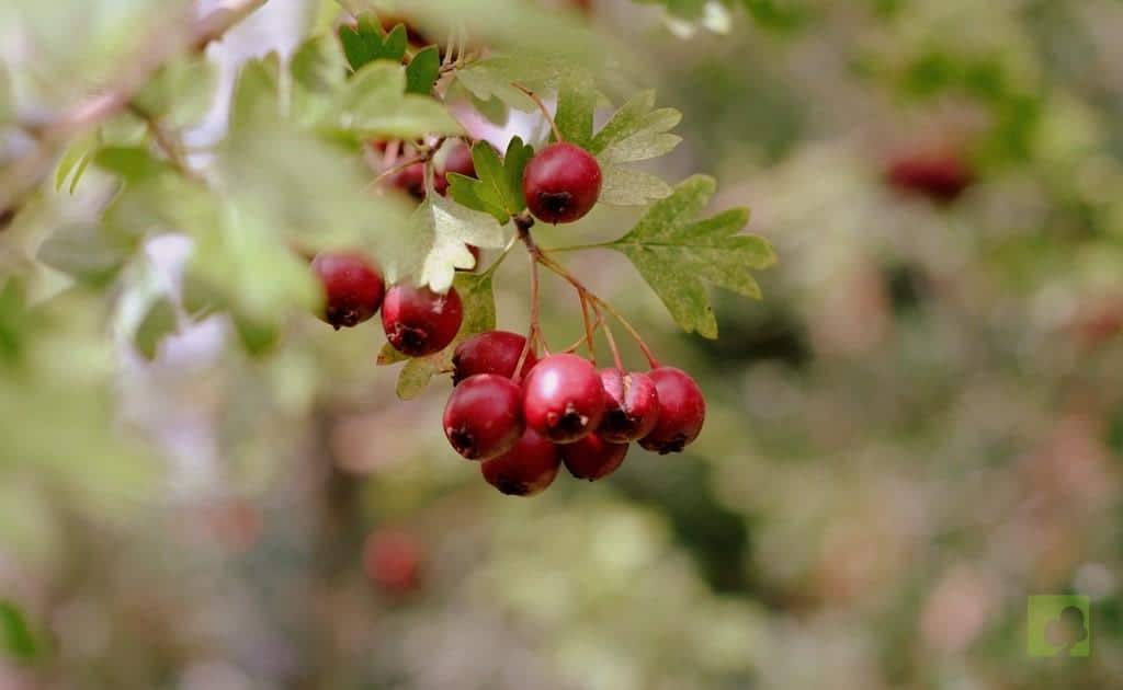 FRUTO CRATAEGUS