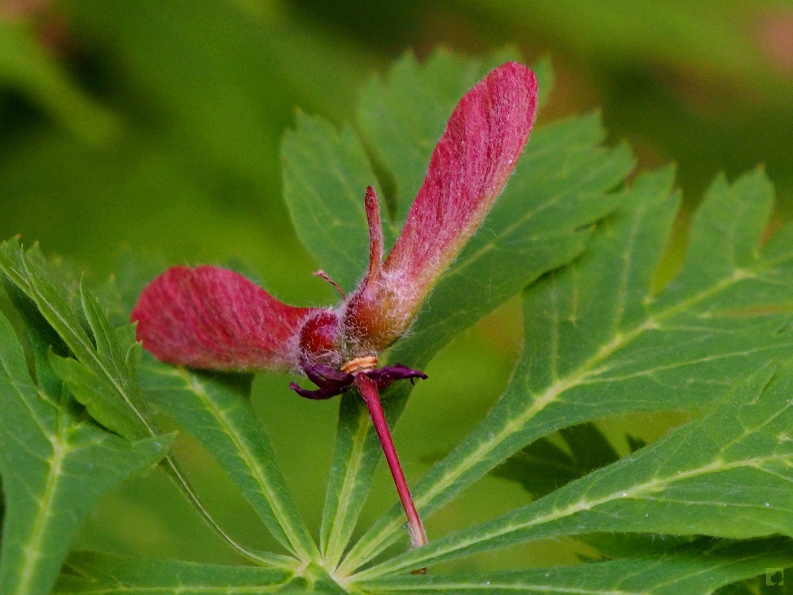 Processed with MOLDIV