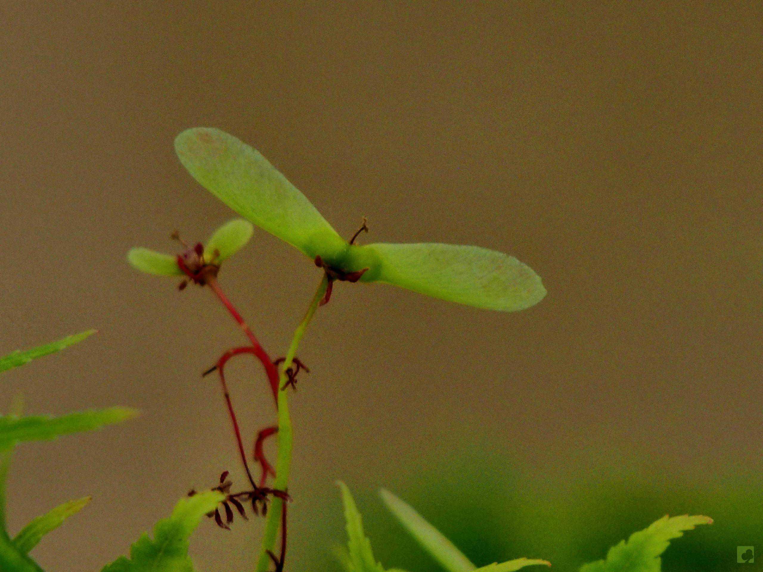 Processed with MOLDIV