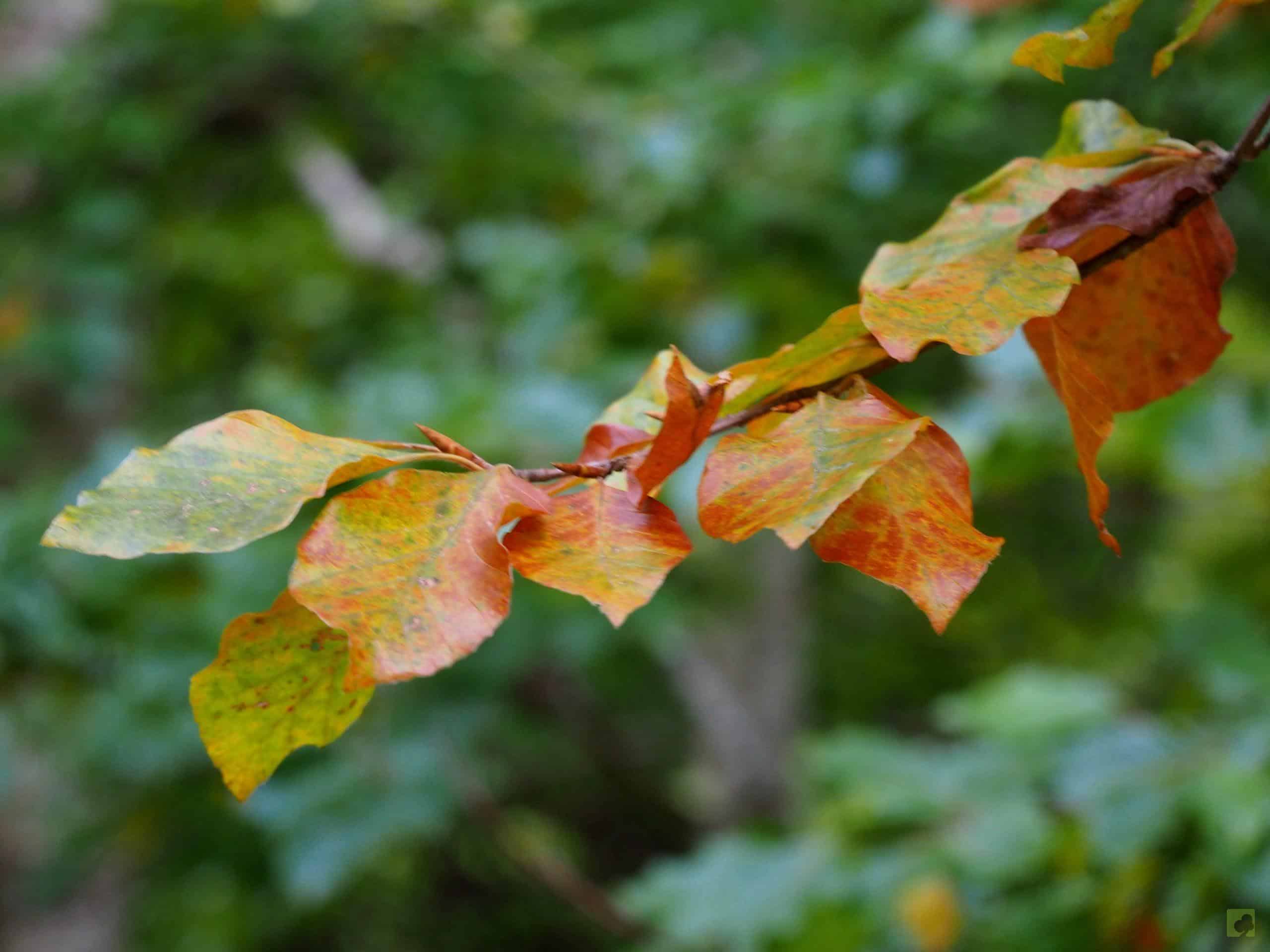 Processed with MOLDIV