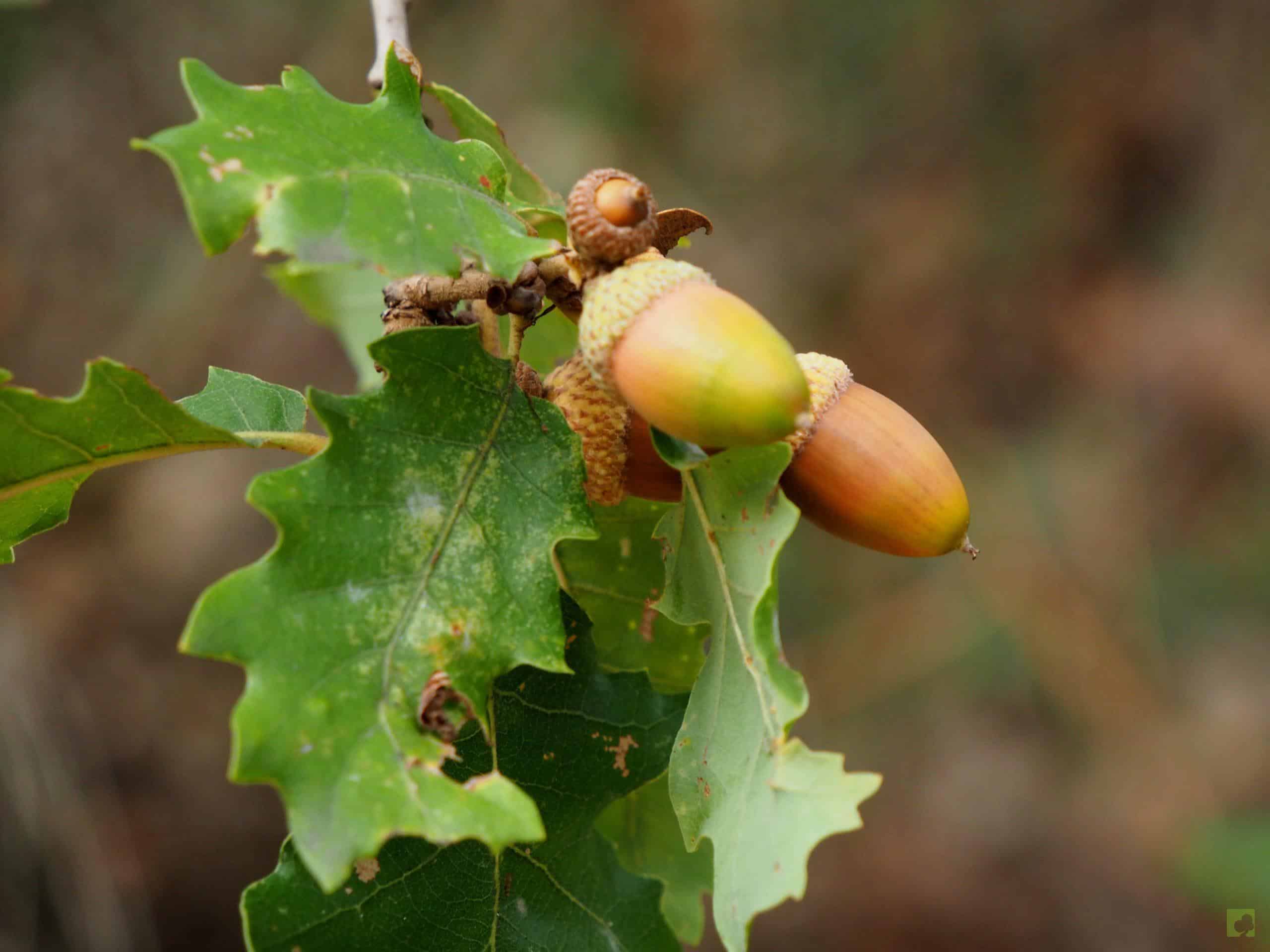 Processed with MOLDIV