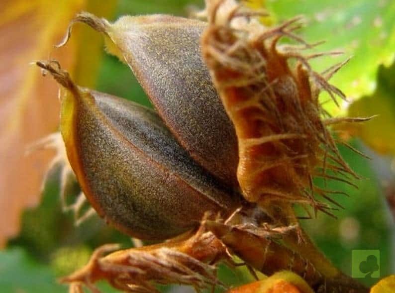 Processed with MOLDIV