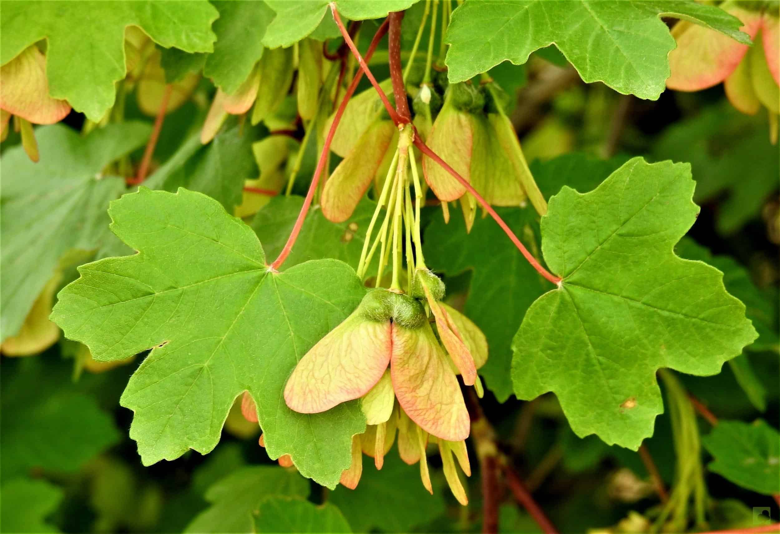 Processed with MOLDIV