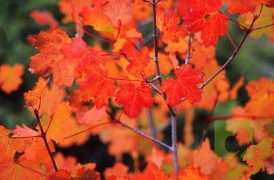 semillas arce opalus (2)