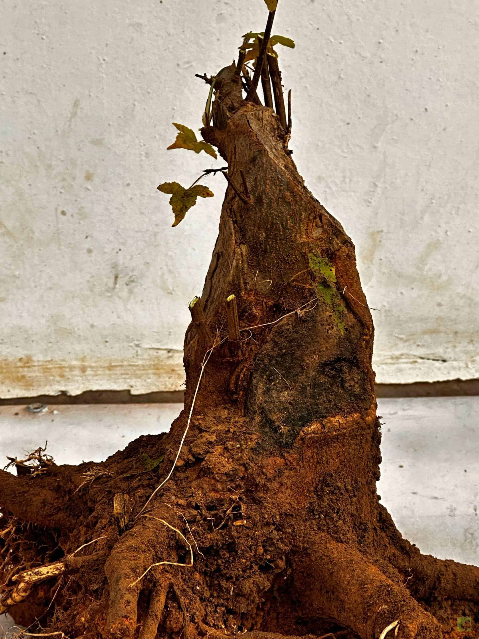 Processed with MOLDIV