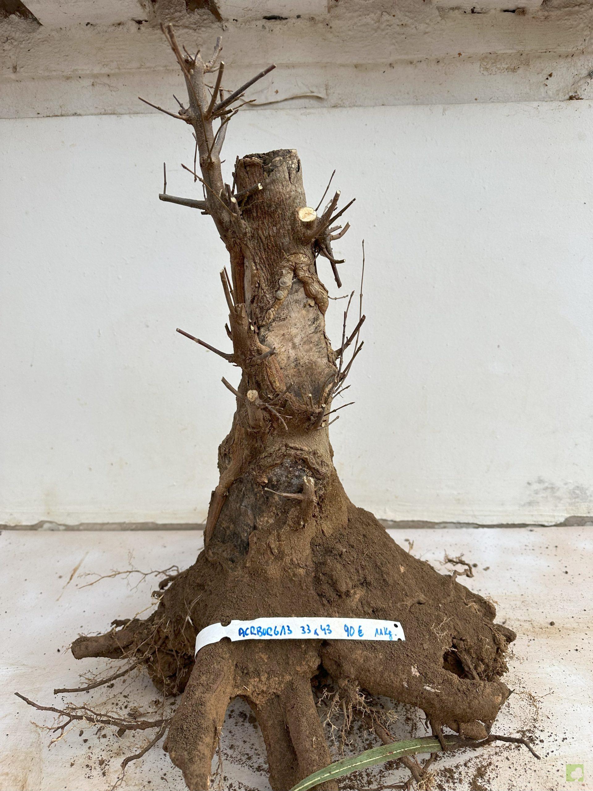 ARCE BURGERIANO 13 (1)