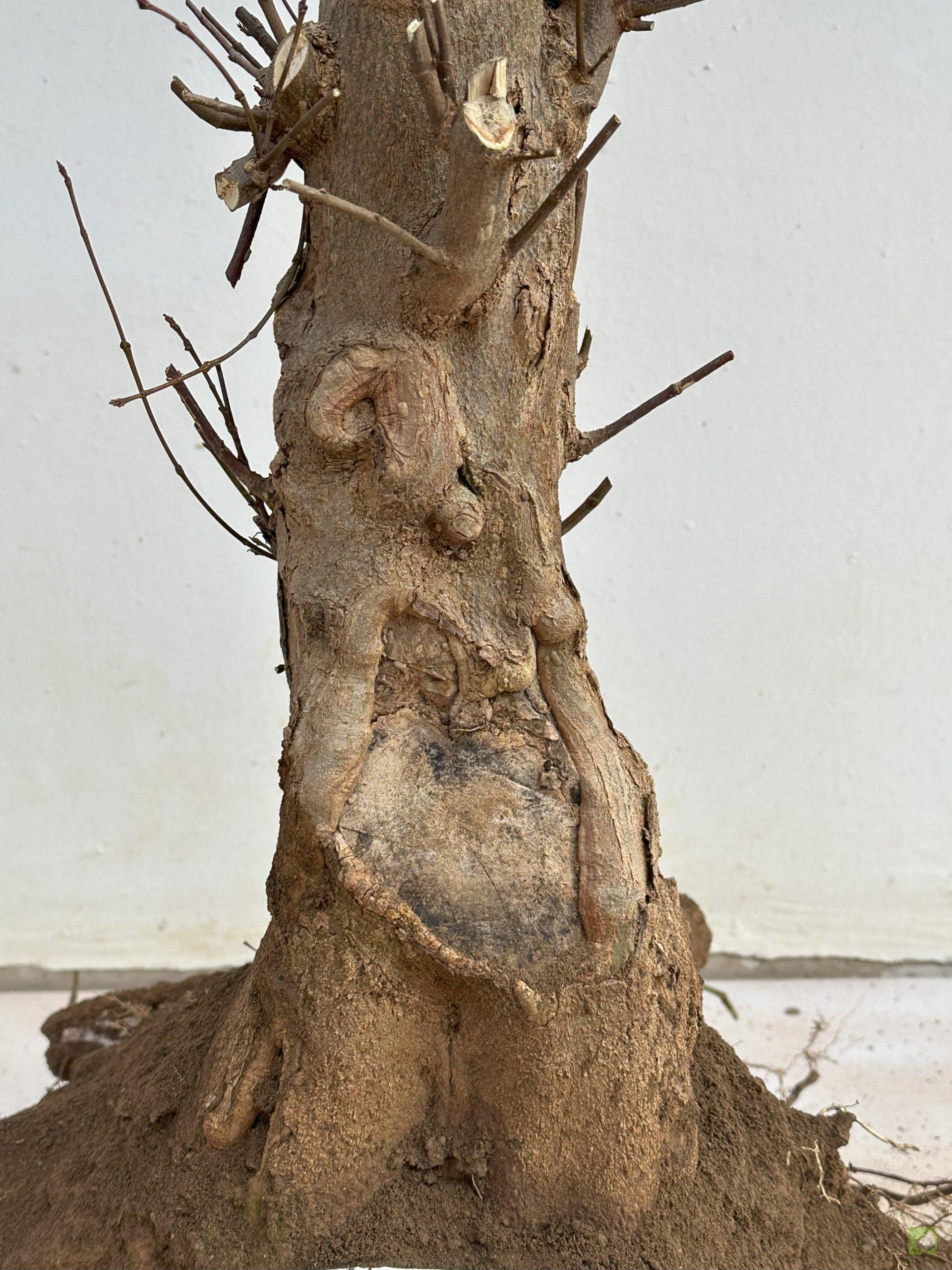 ARCE BURGERIANO 13 (2)