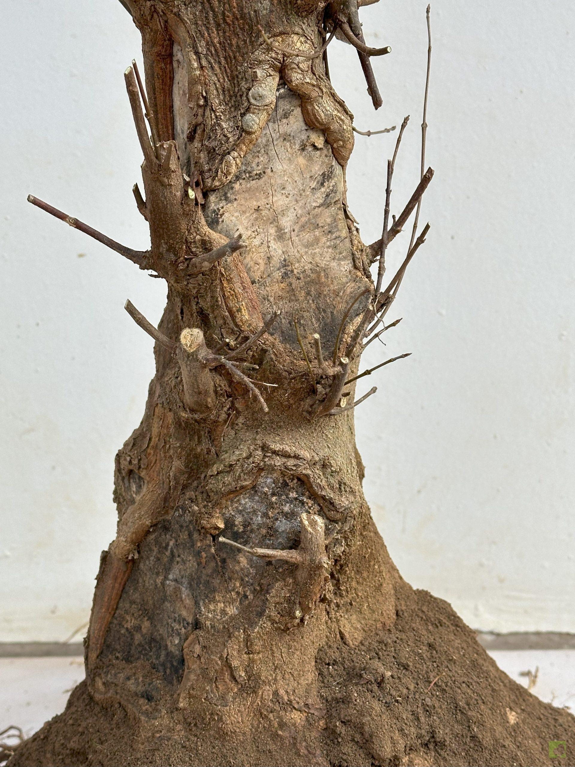 ARCE BURGERIANO 13 (4)