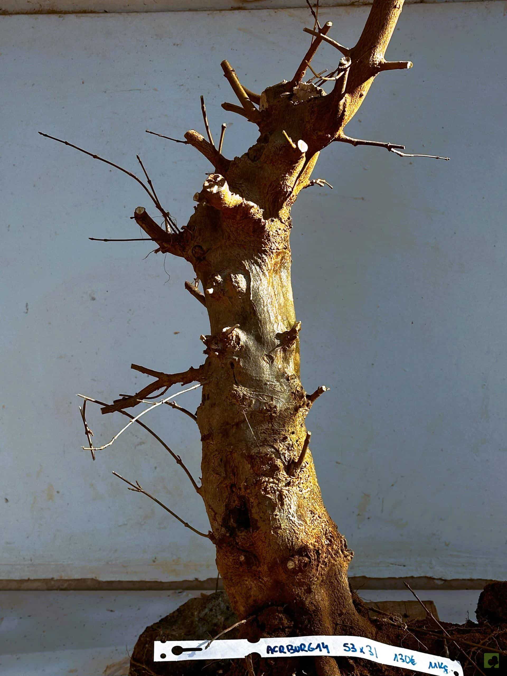 ARCE BURGERIANO 14 (1)