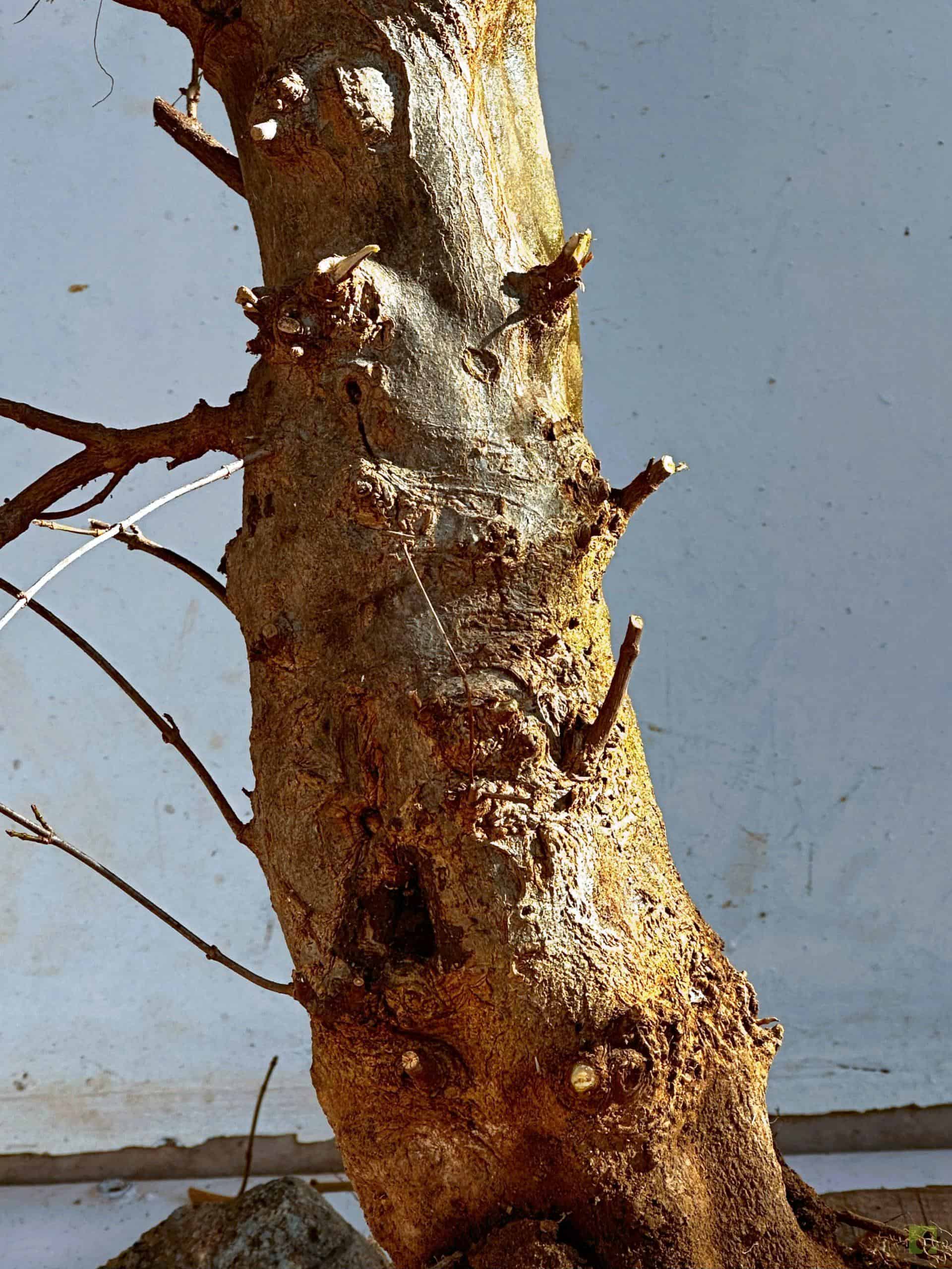 ARCE BURGERIANO 14 (2)