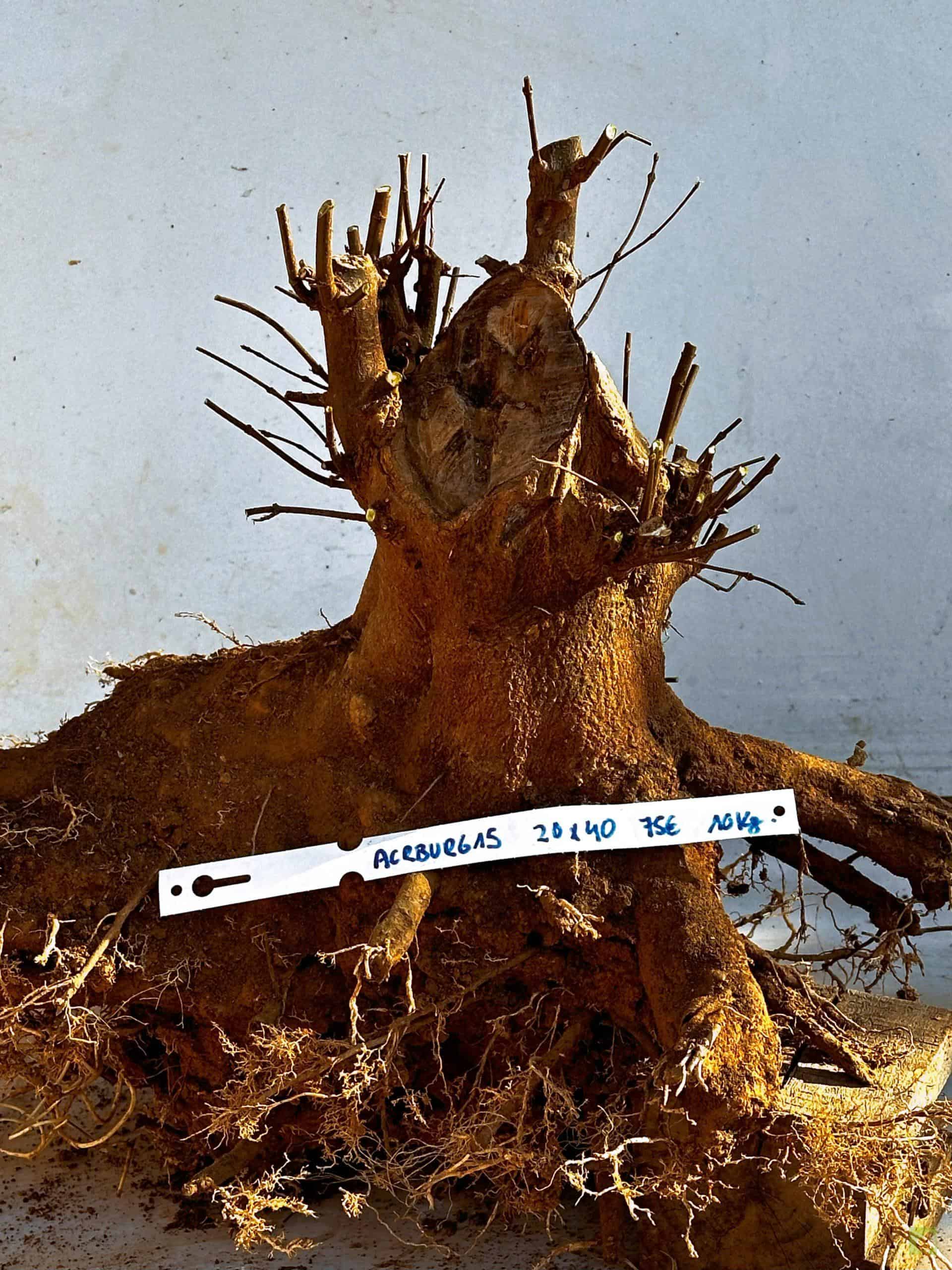 ARCE BURGERIANO 15(1)