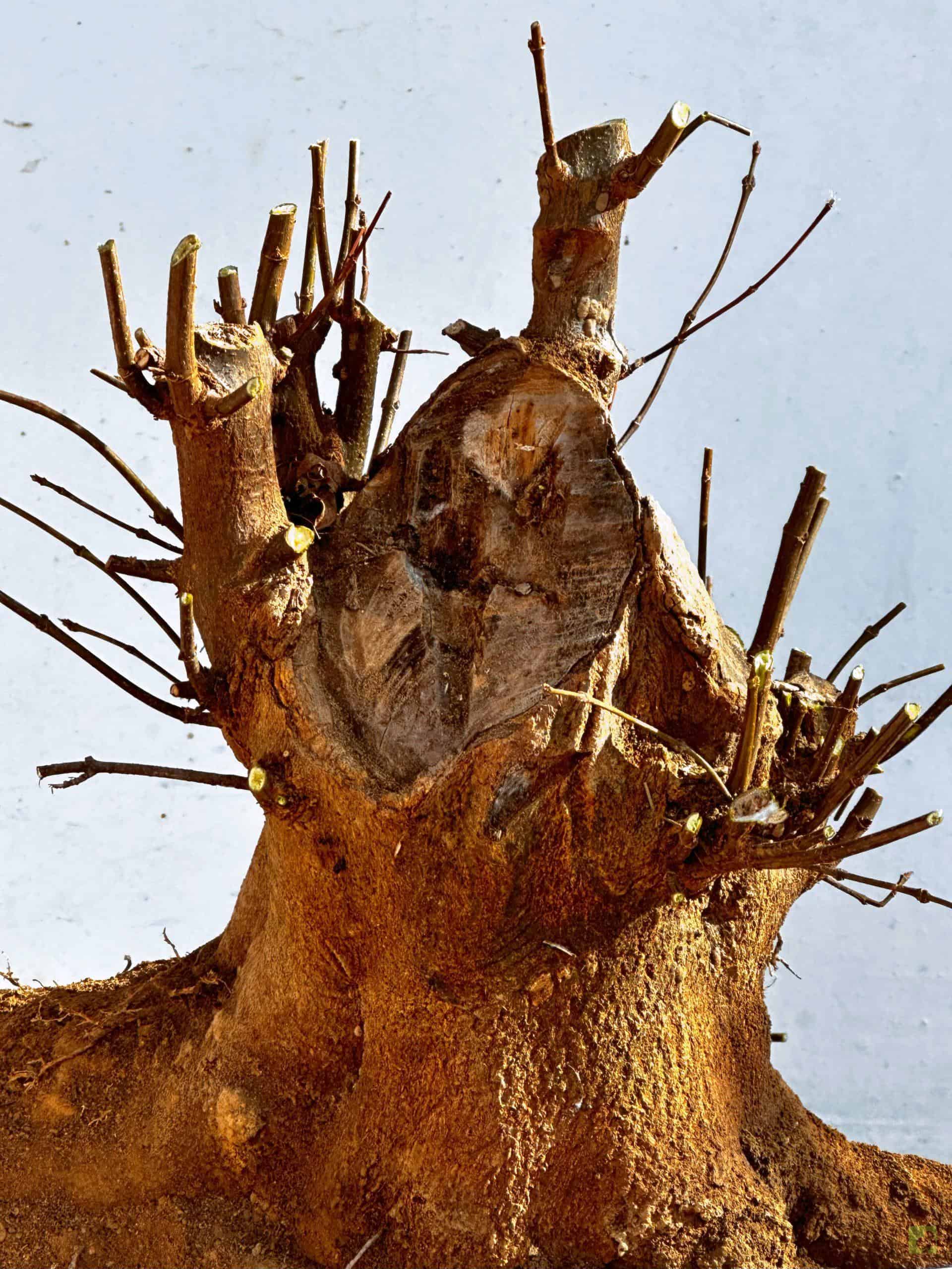 ARCE BURGERIANO 15(2)