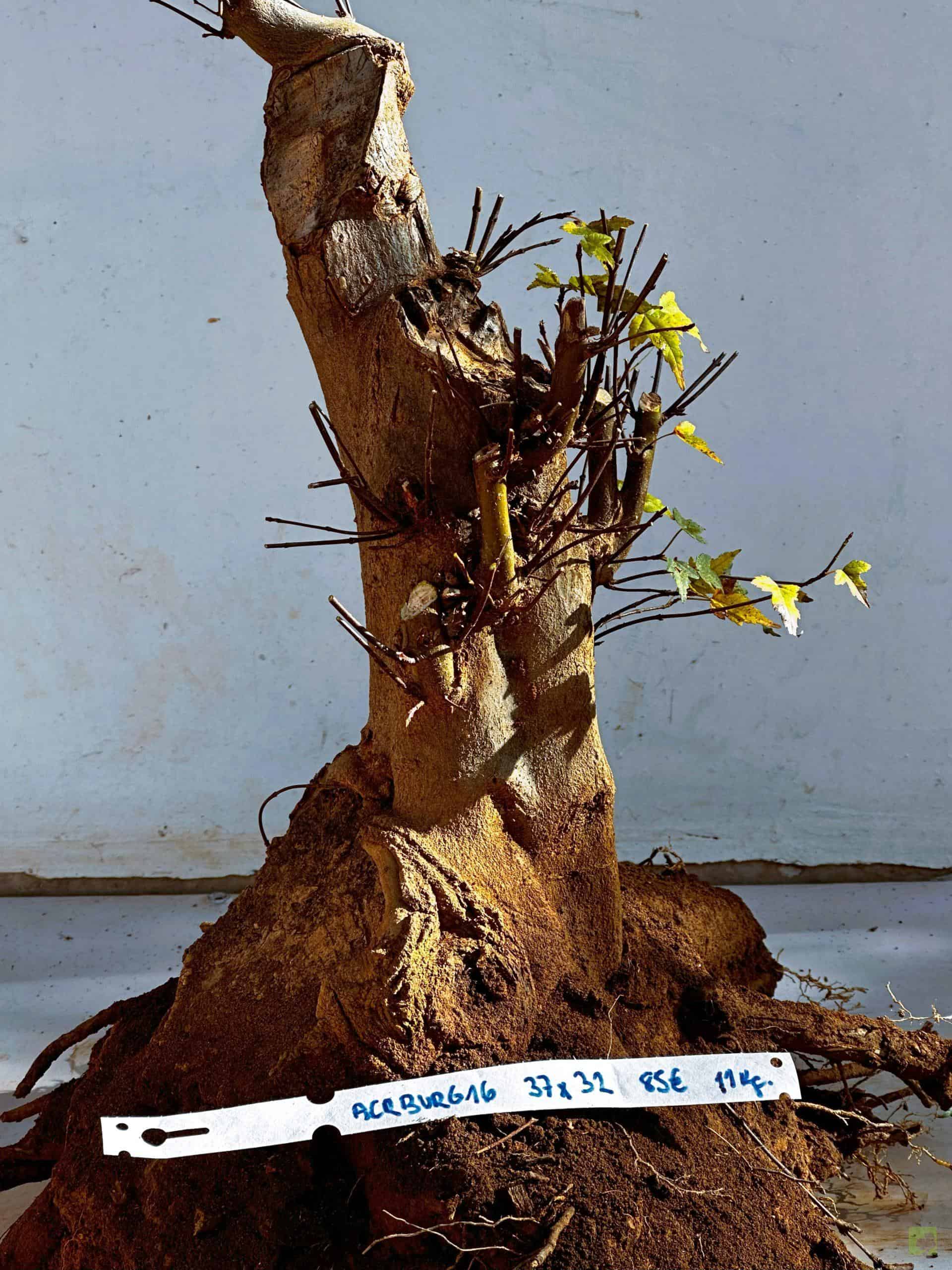 ARCE BURGERIANO 16(1)