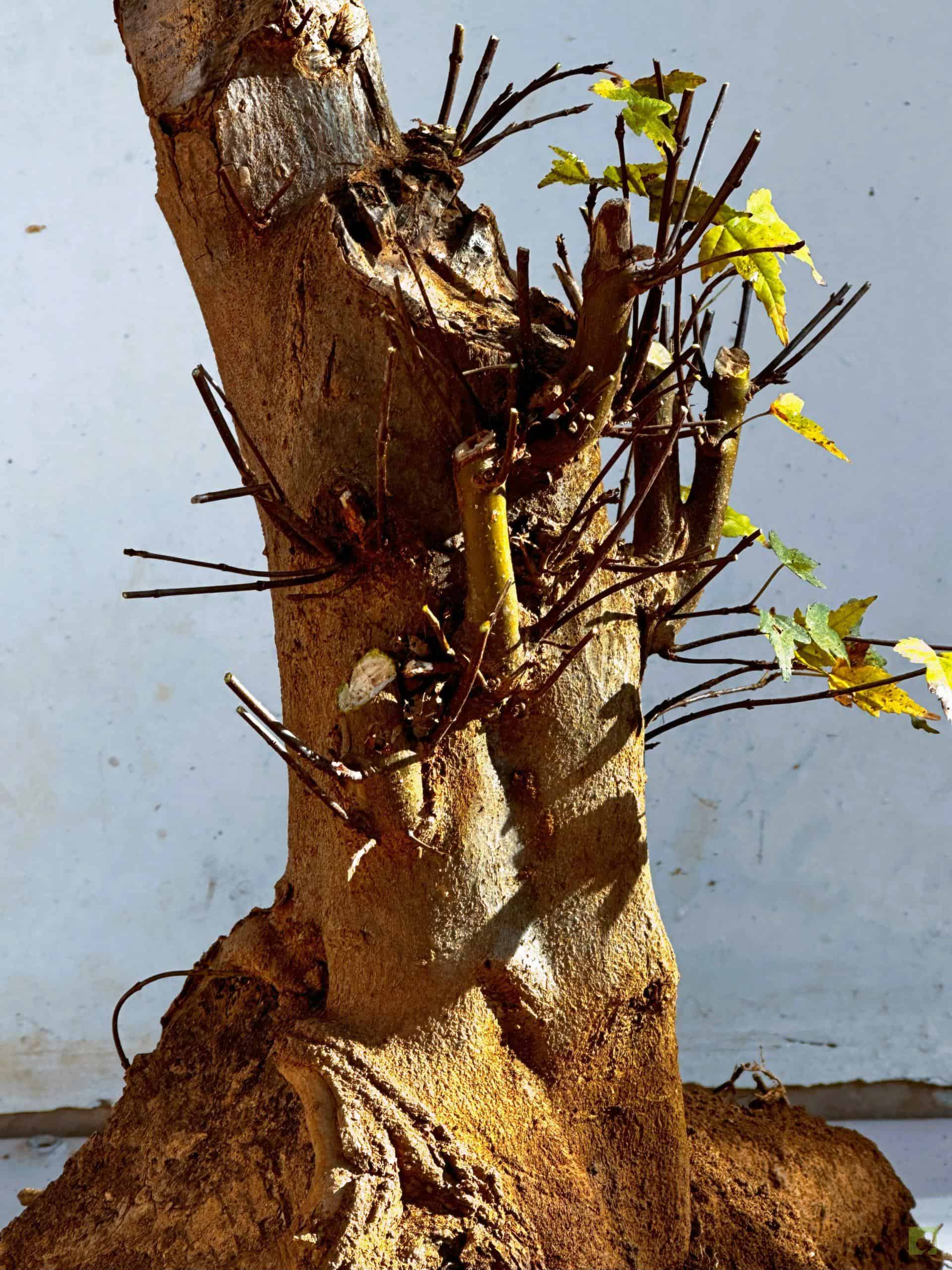 ARCE BURGERIANO 16(2)