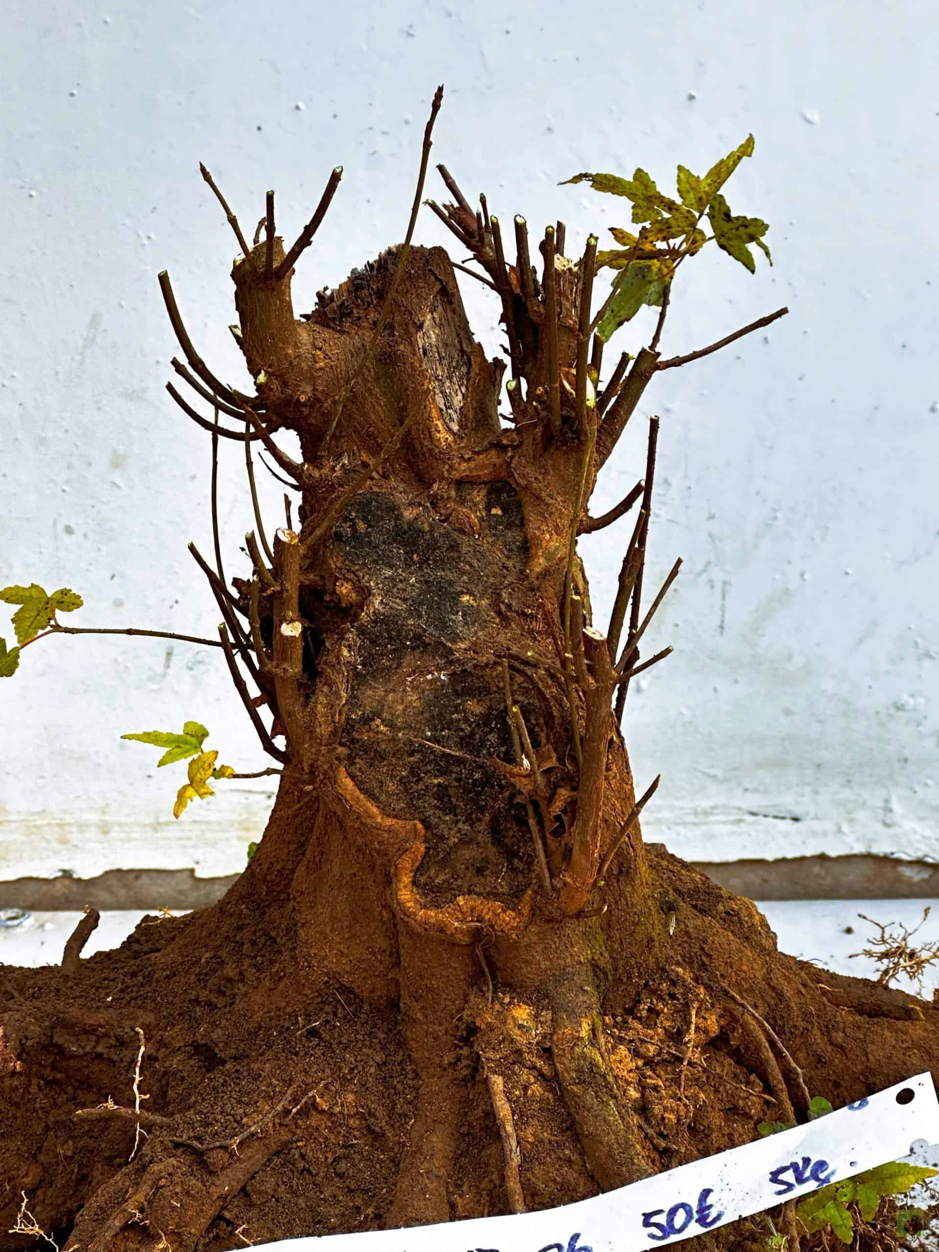 ARCE BURGERIANO 3 (1)