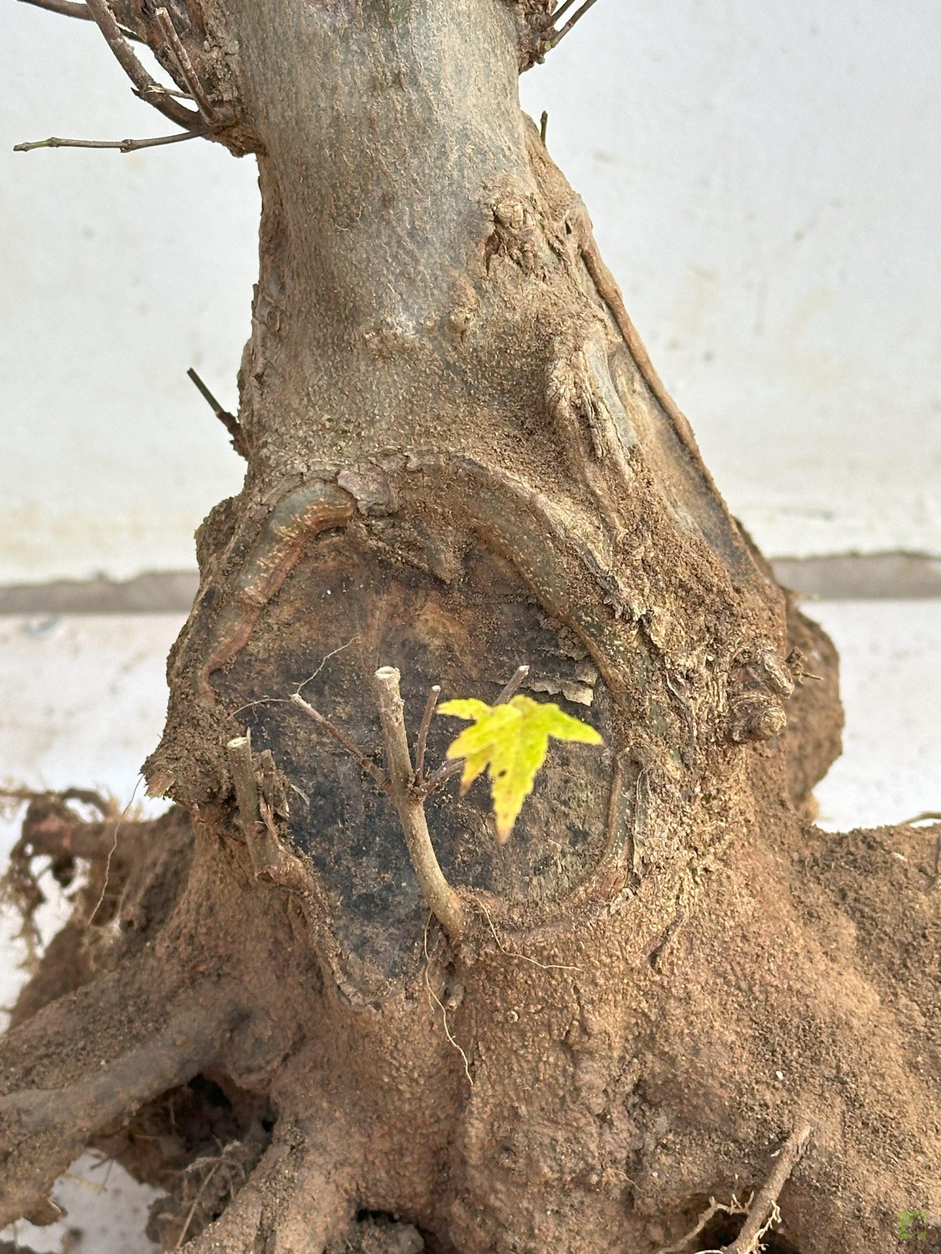 ARCE BURGERIANO 4 (1)