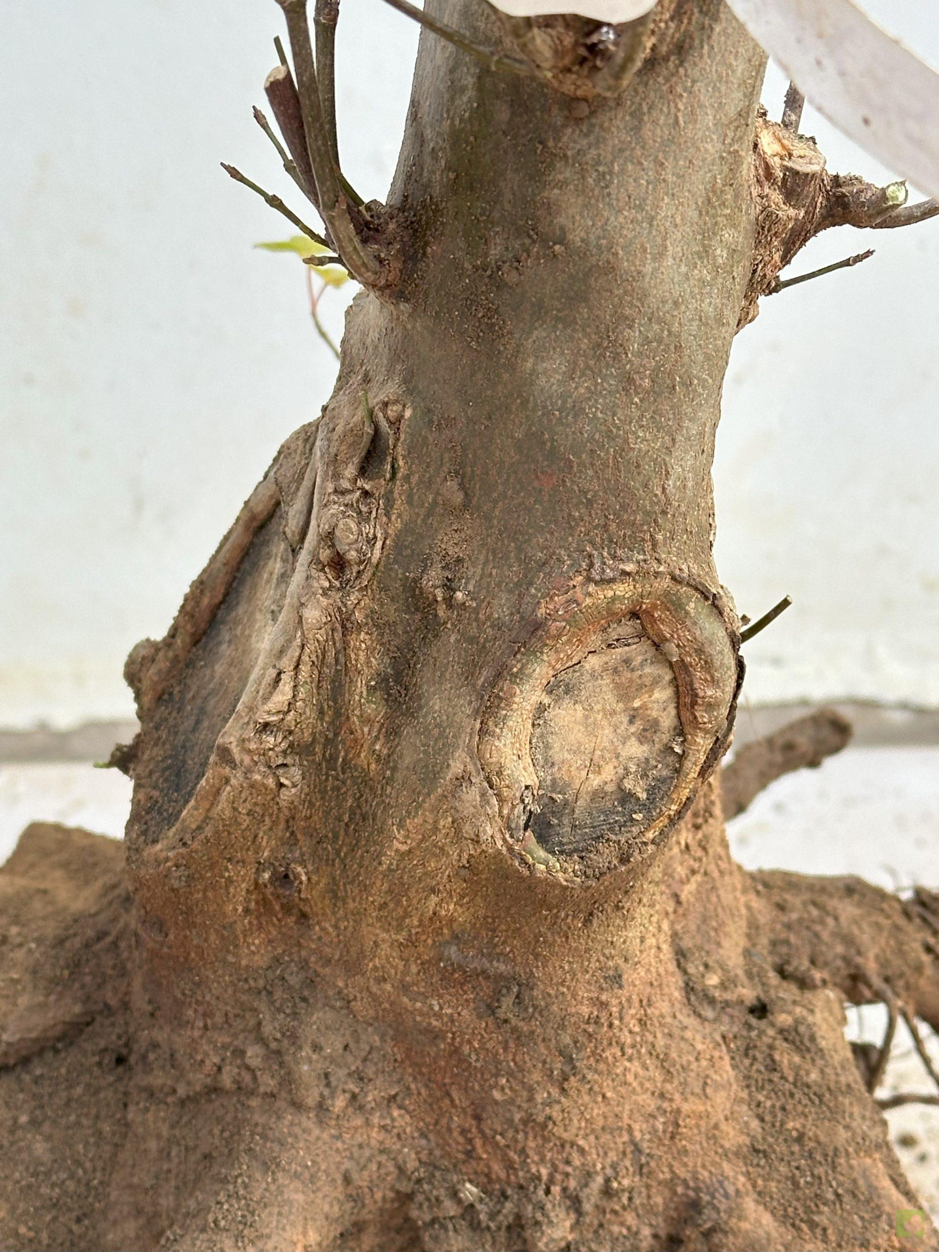 ARCE BURGERIANO 4 (2)