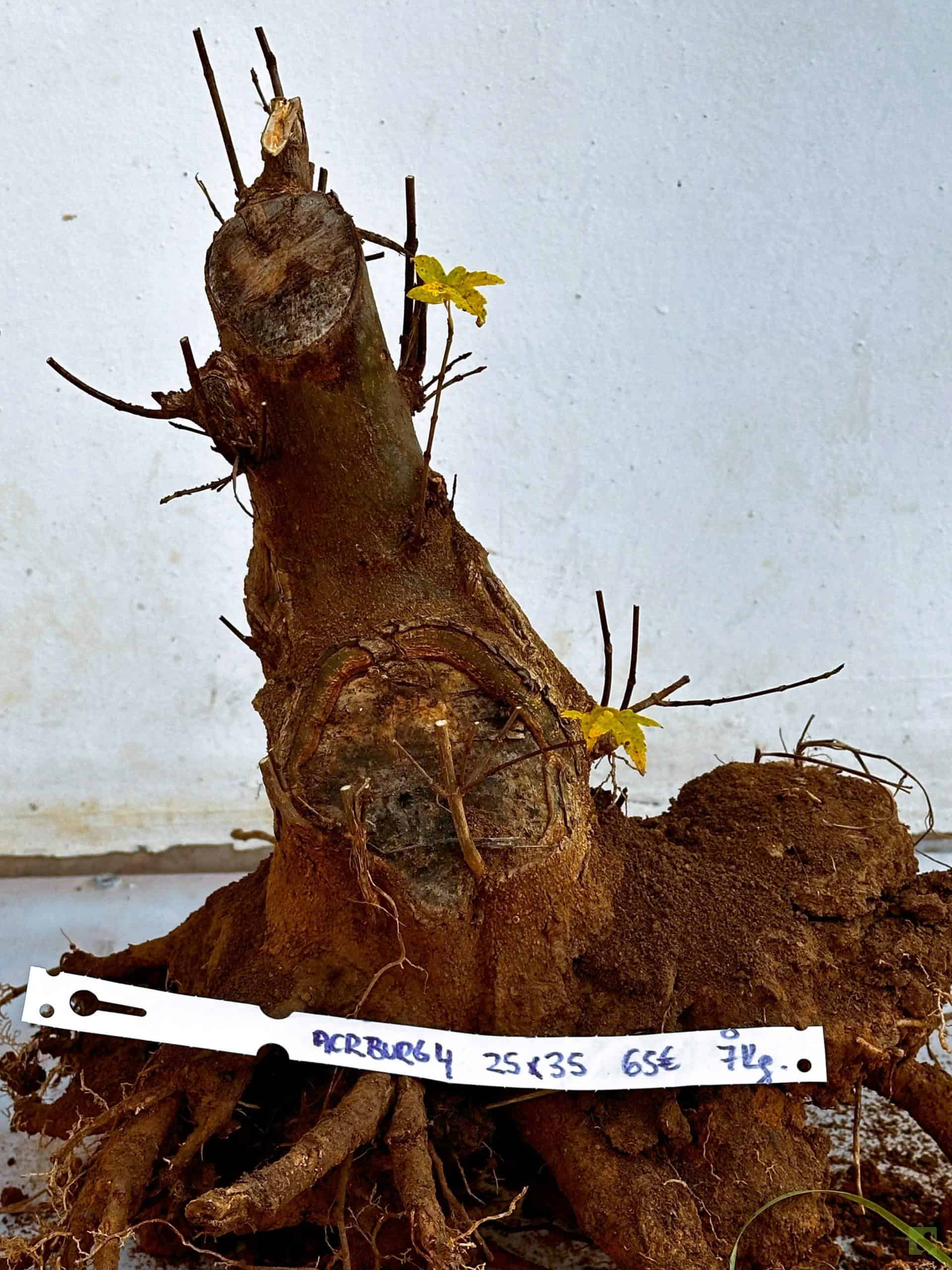 ARCE BURGERIANO 4 (2)