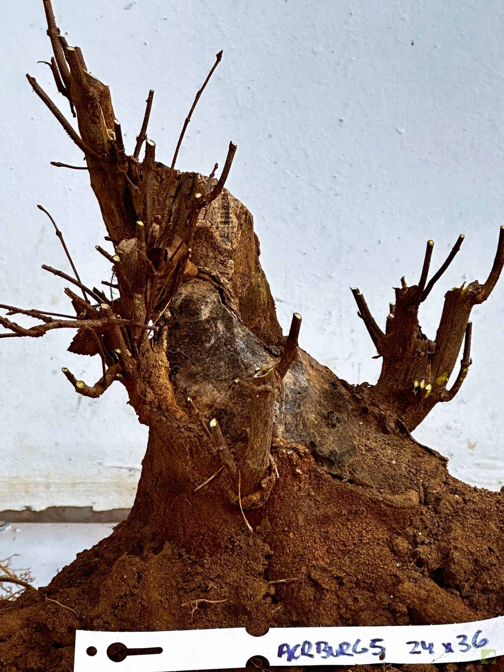 ARCE BURGERIANO 5(1)