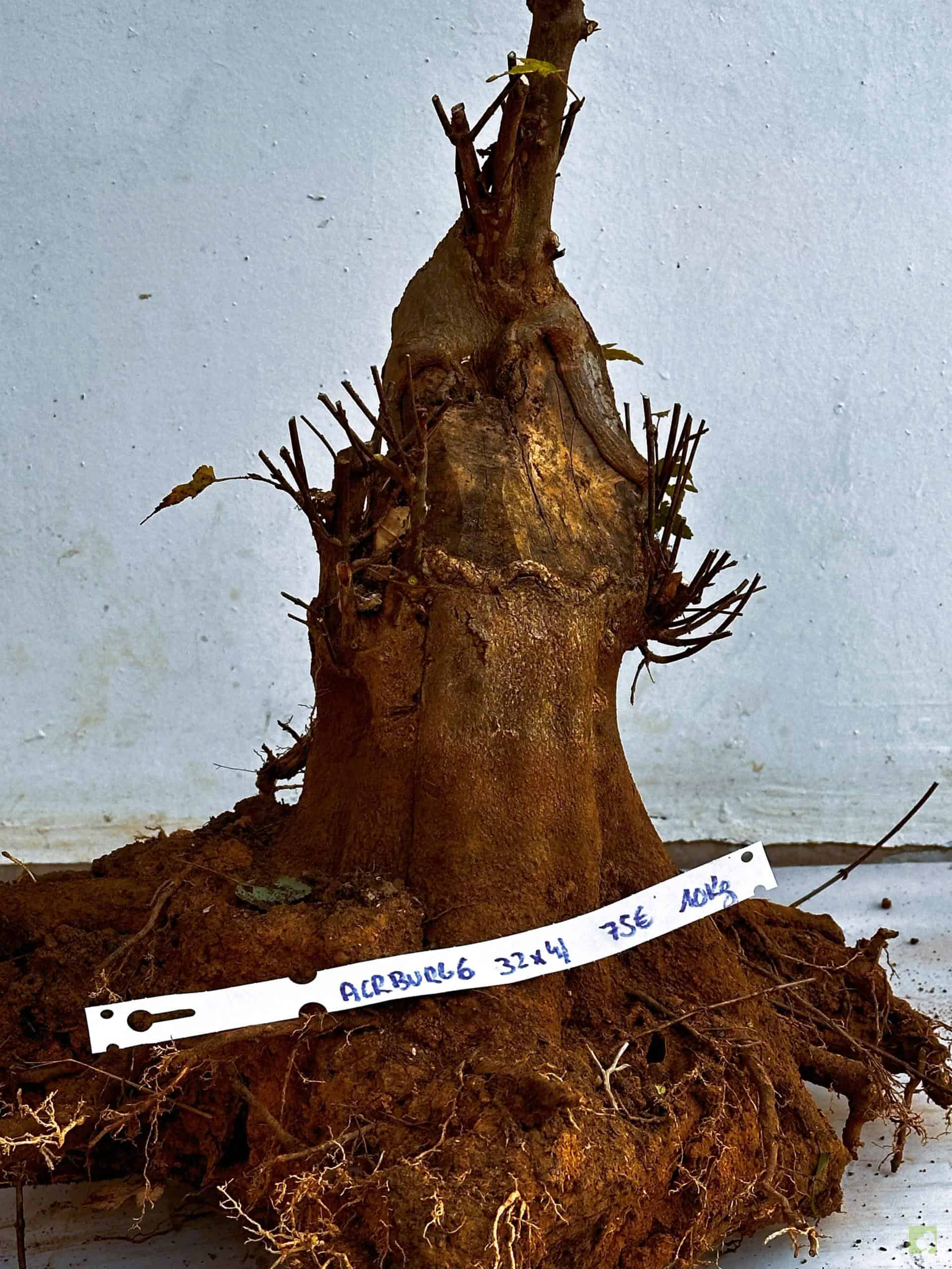 ARCE BURGERIANO 6 (1)