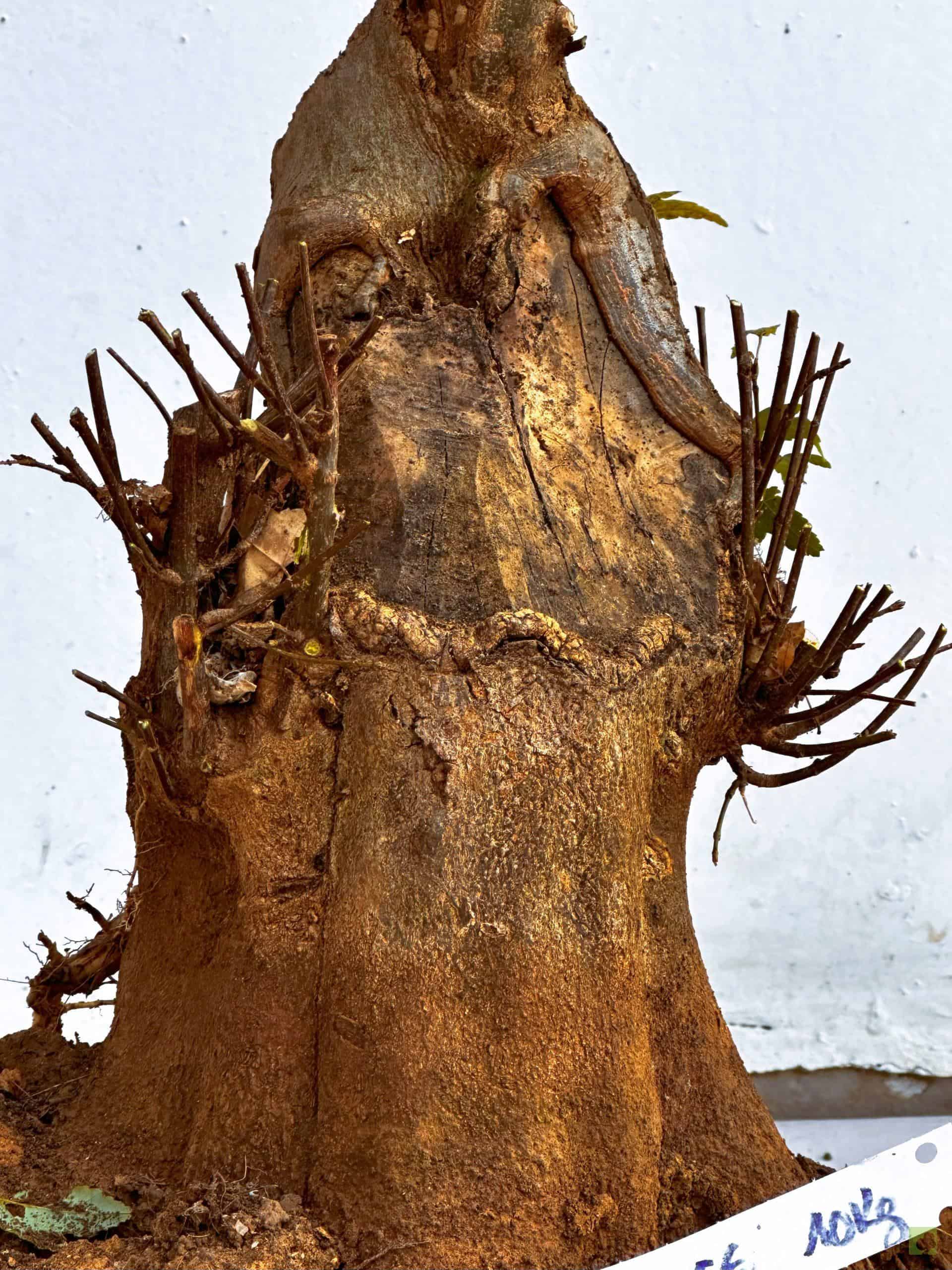 ARCE BURGERIANO 6 (2)