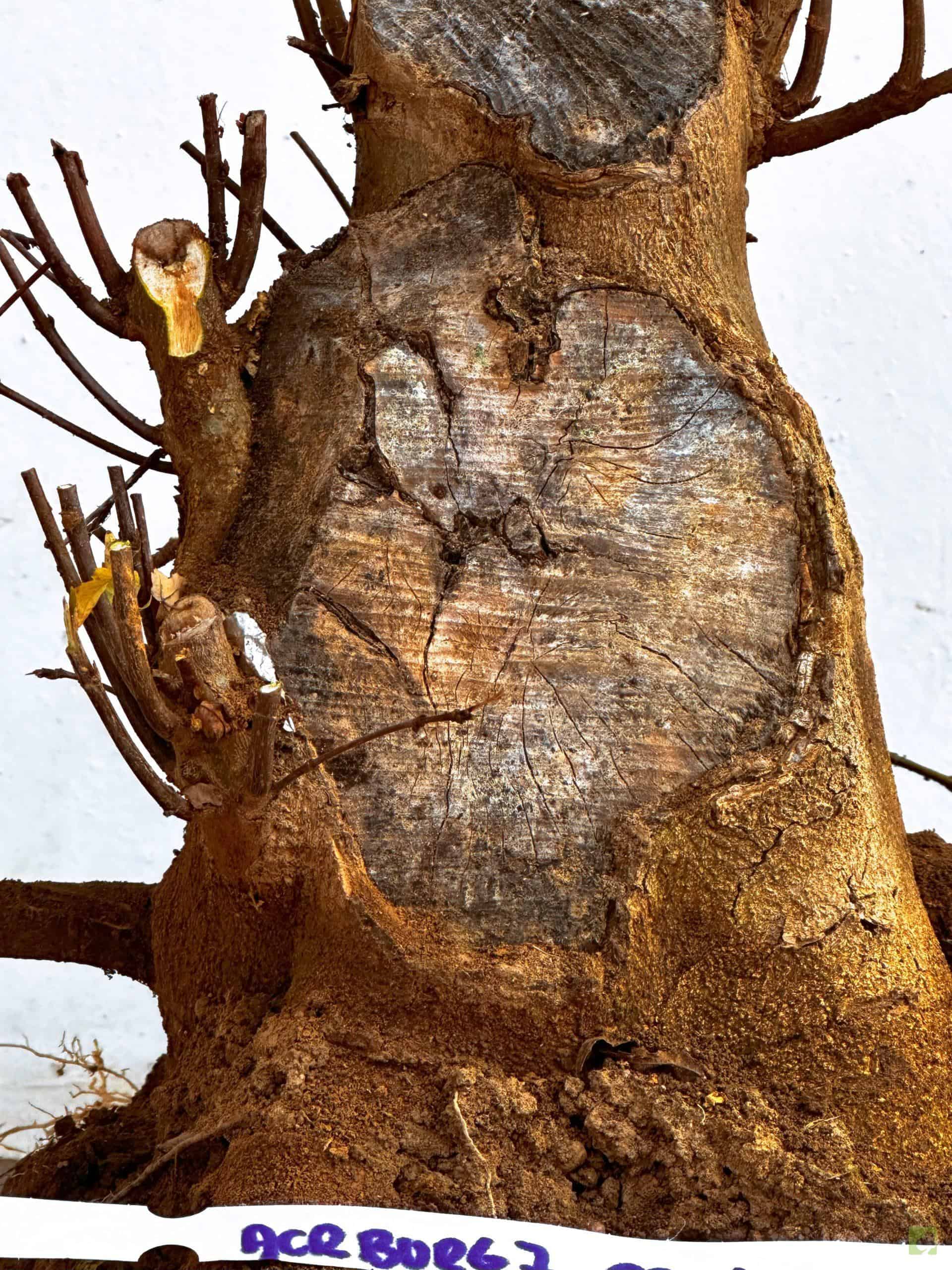 ARCE BURGERIANO 7 (2)