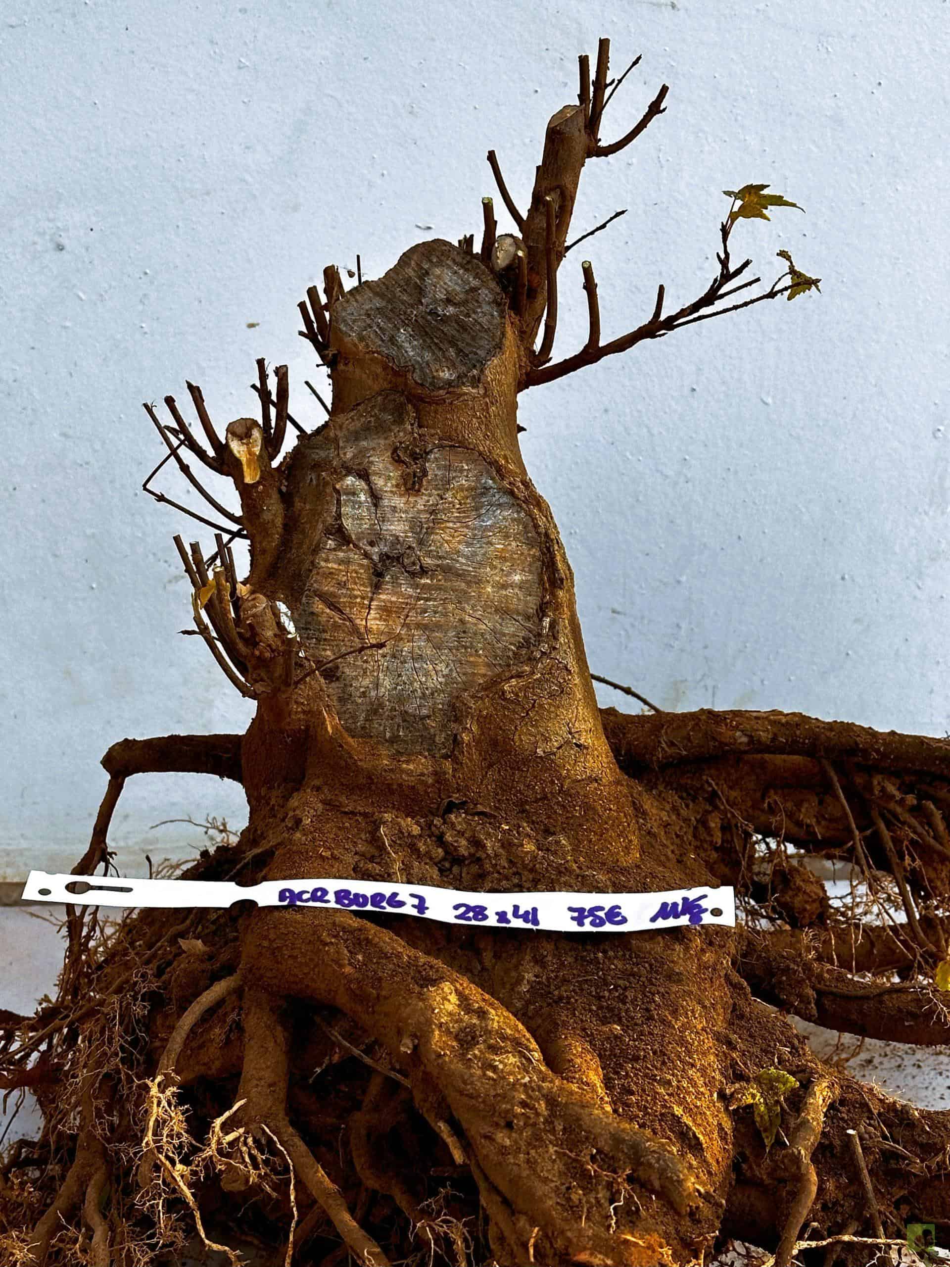 ARCE BURGERIANO 7(1)