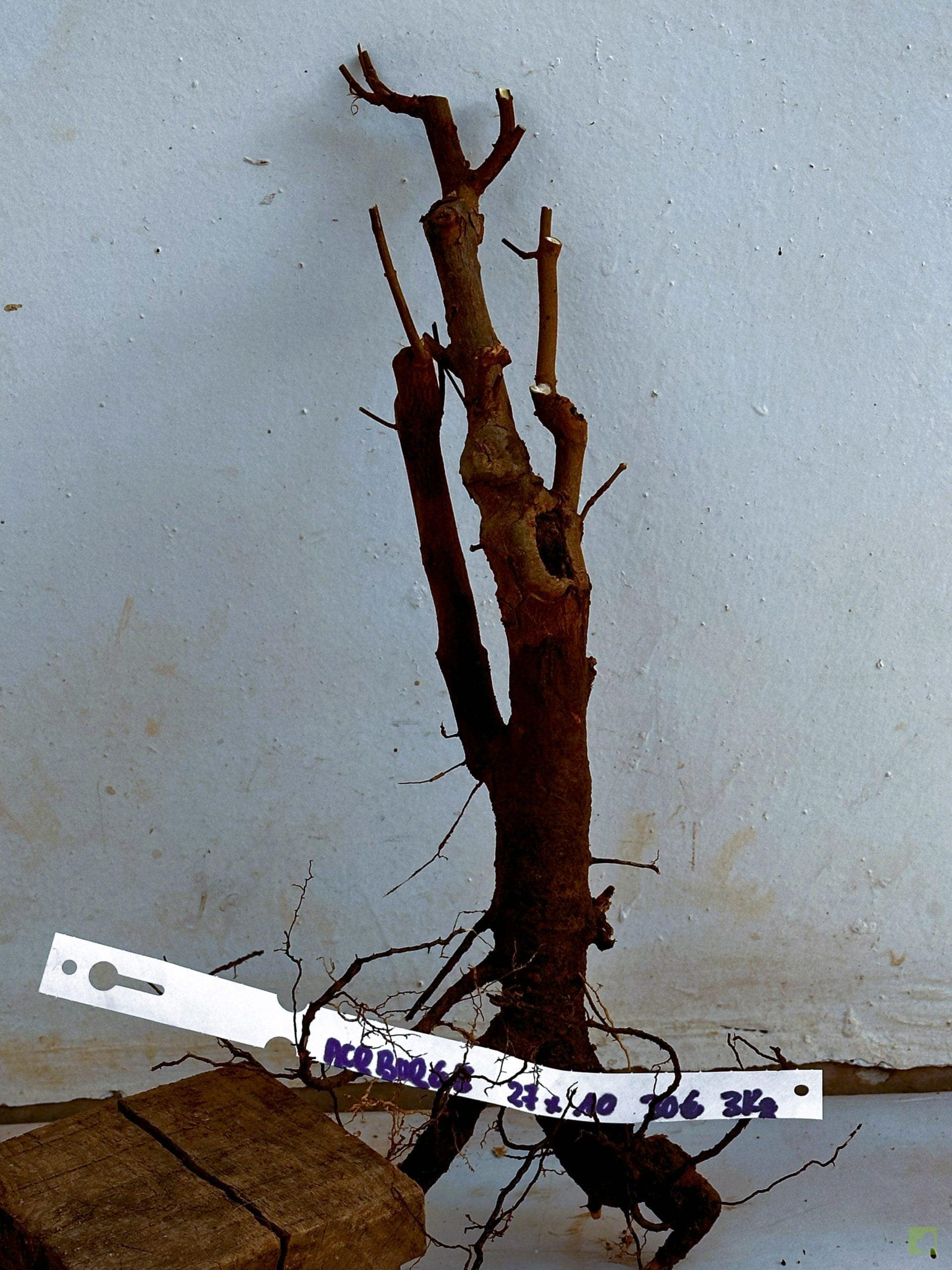 ARCE BURGERIANO 8 (1)