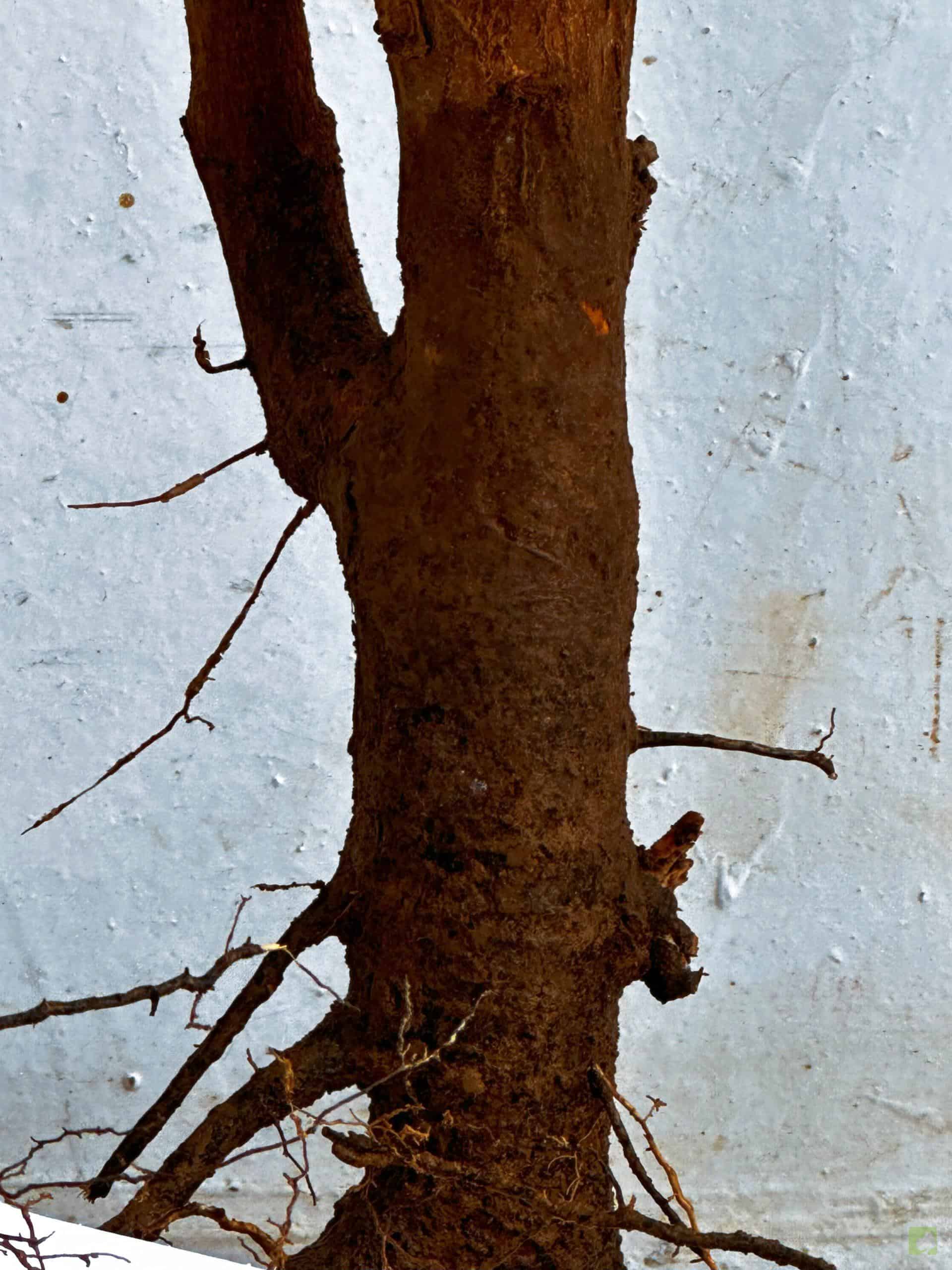 ARCE BURGERIANO 8 (2)