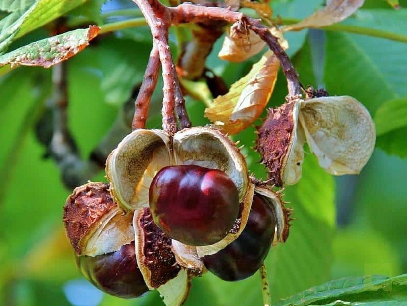 CASTAÑO DE INDIAS FRUTO