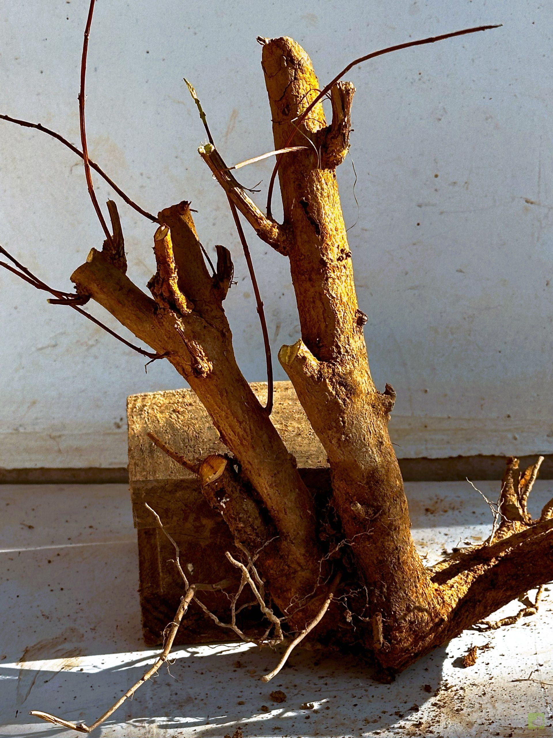 GRANADO NEJIKAN 17 (1)