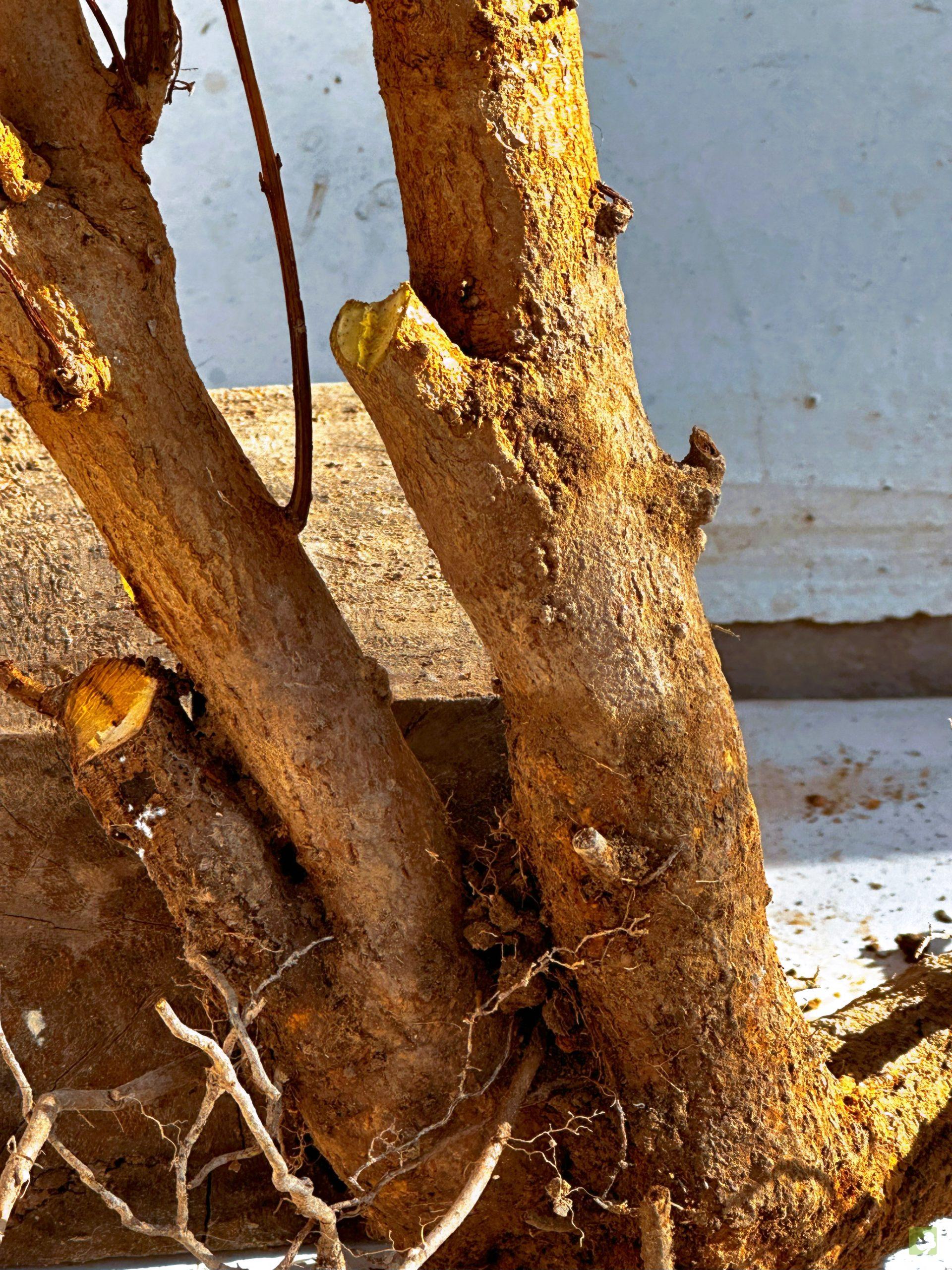 GRANADO NEJIKAN 17 (2)