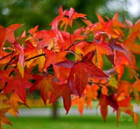 Liquidambar