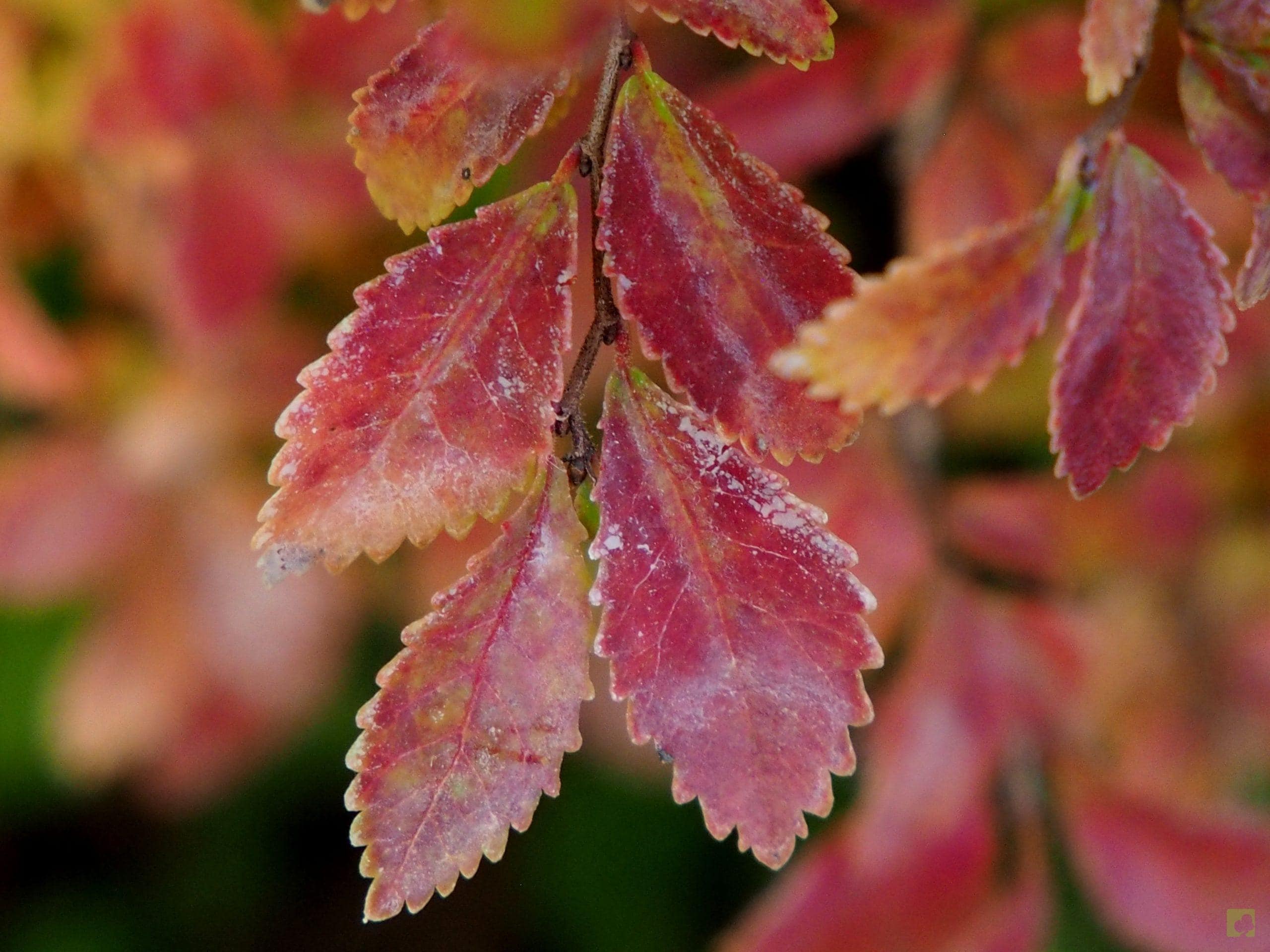 Processed with MOLDIV