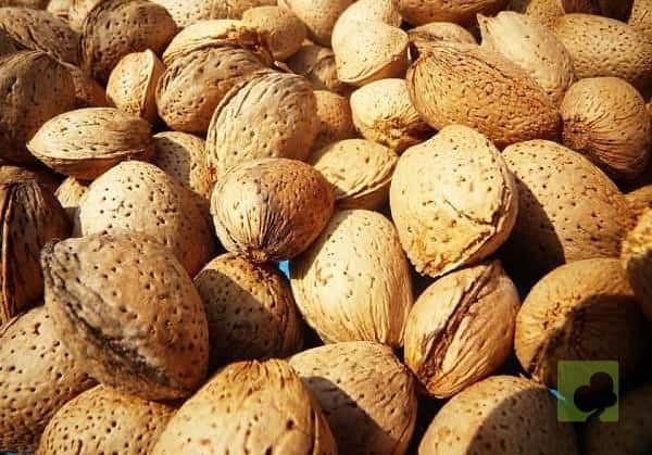 almendras SEMILLAS