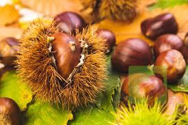 castaño de indias (1)