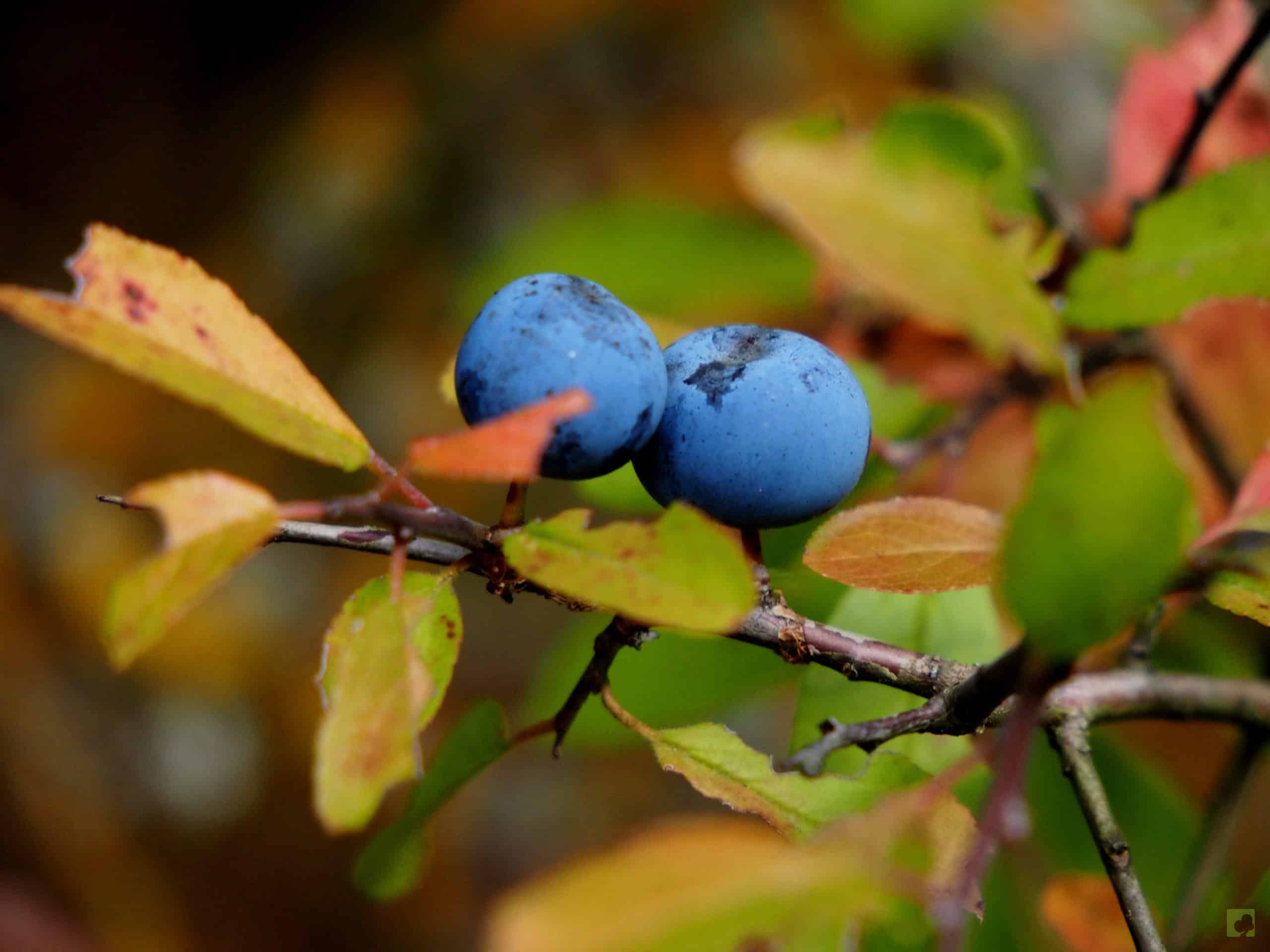 Processed with MOLDIV