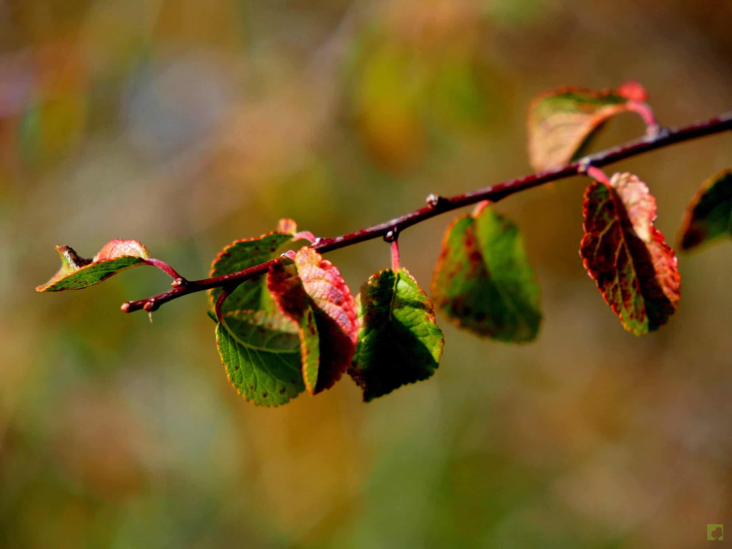 Processed with MOLDIV