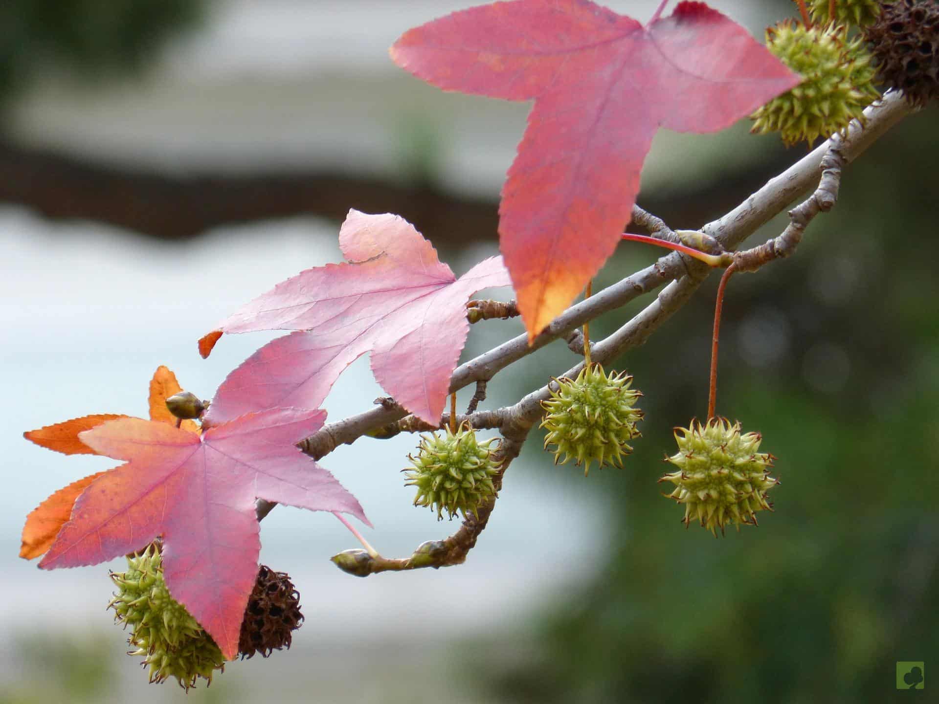 liquidambar fruto