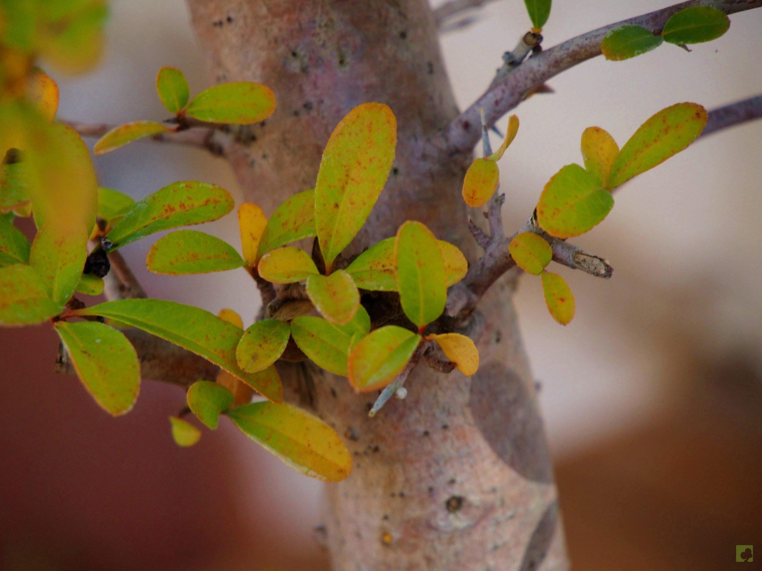 Processed with MOLDIV