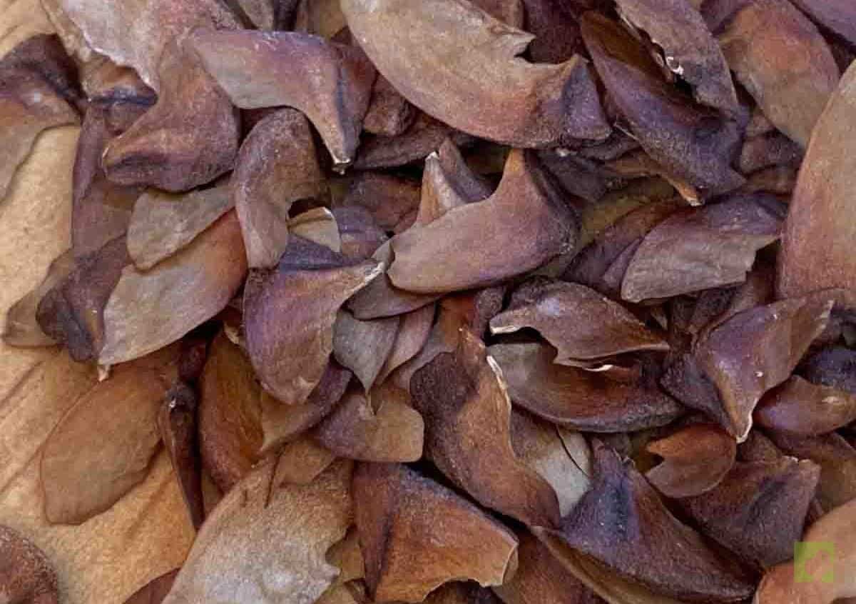 semillas-LAGERSTROEMIA