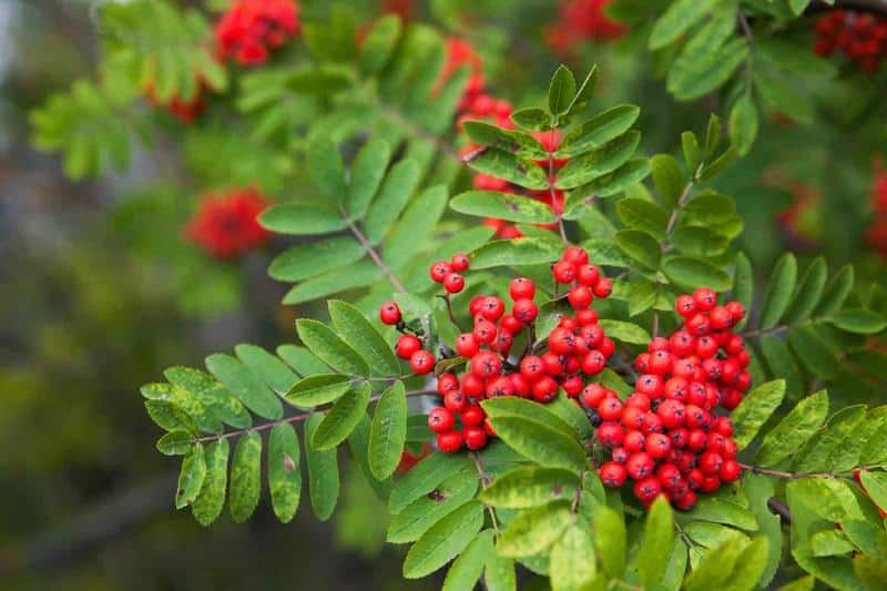serbal de los cazadores