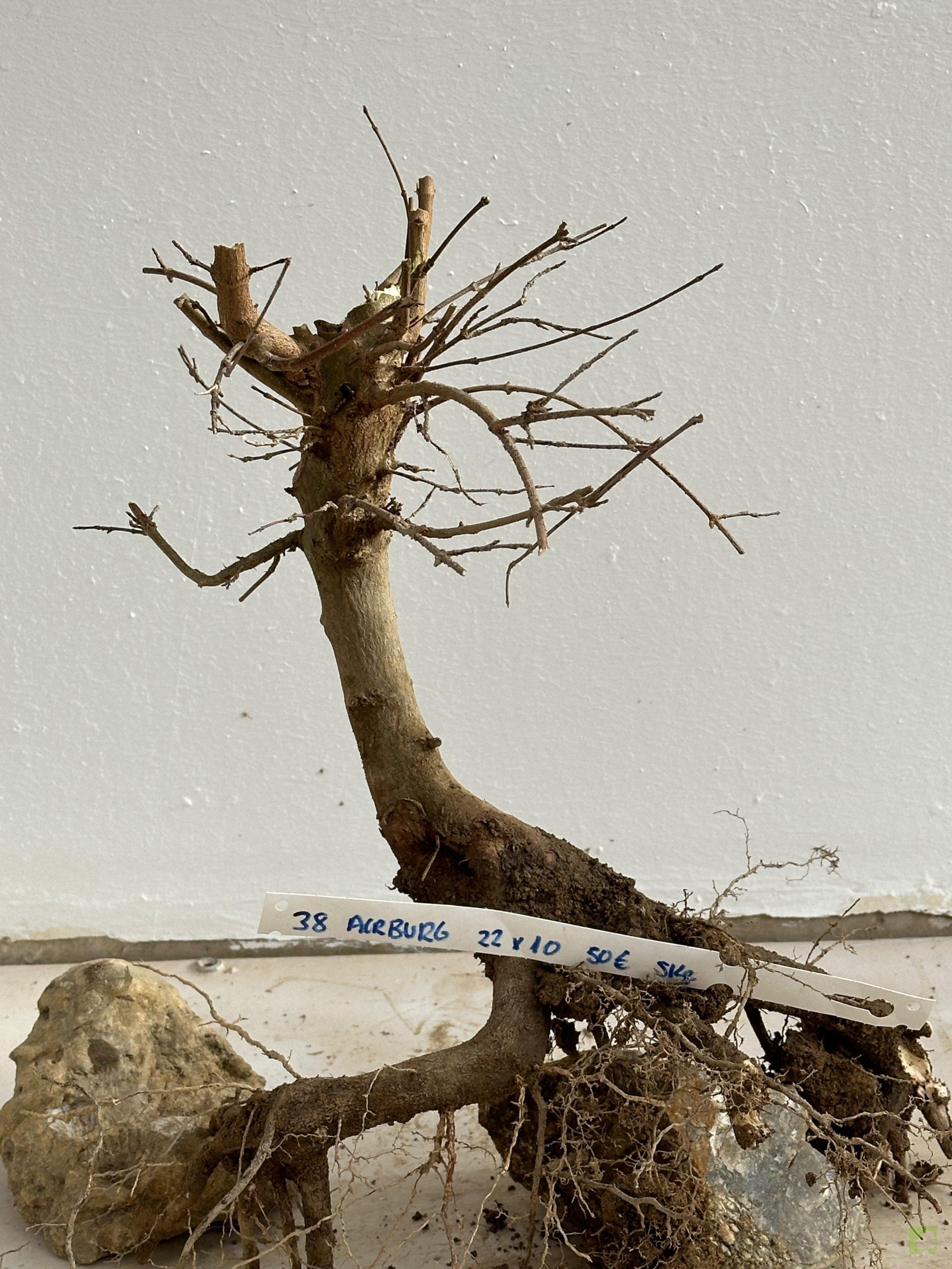 ARCE BURGERIANO 38 (1)