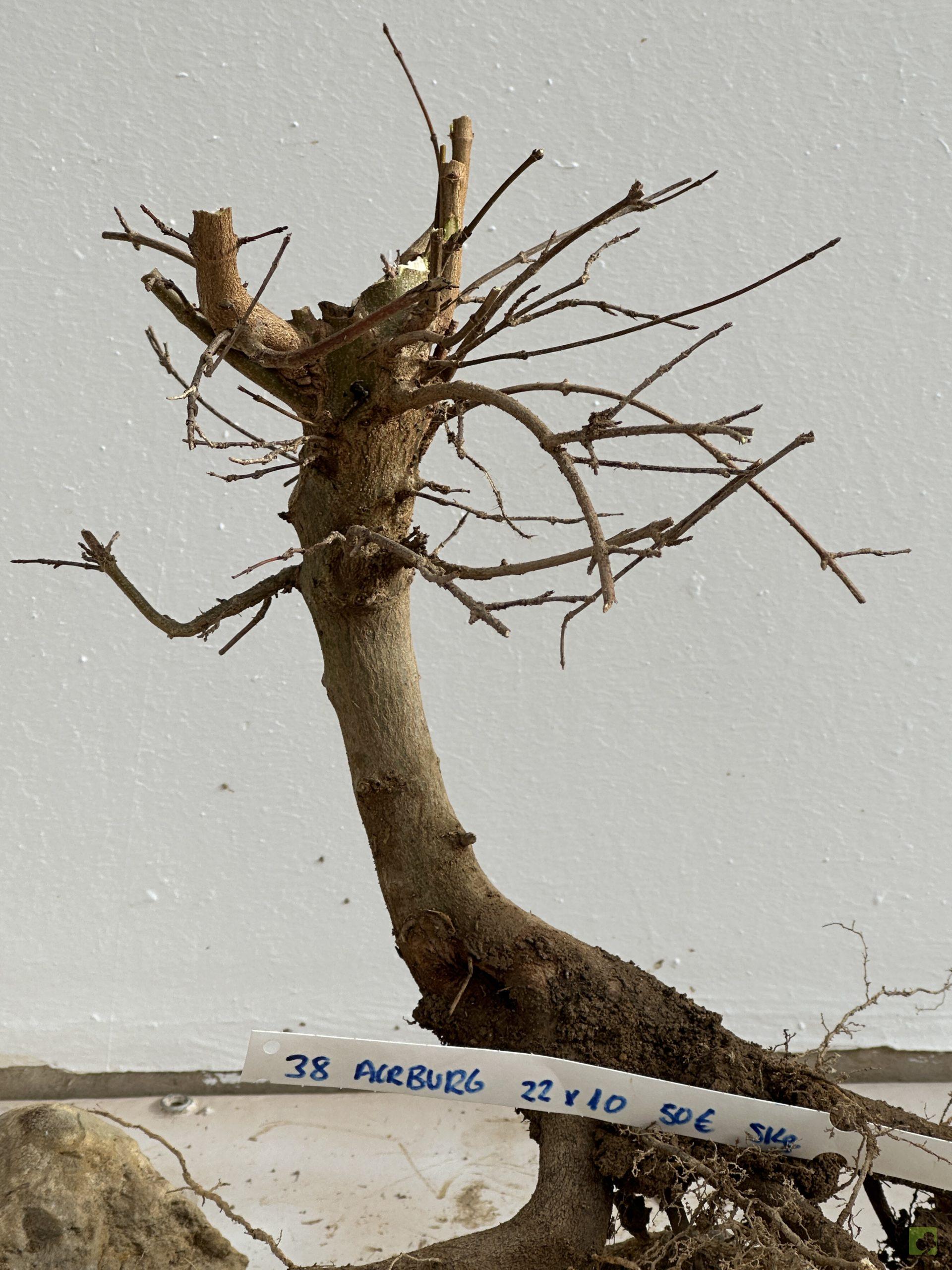 ARCE BURGERIANO 38 (2)