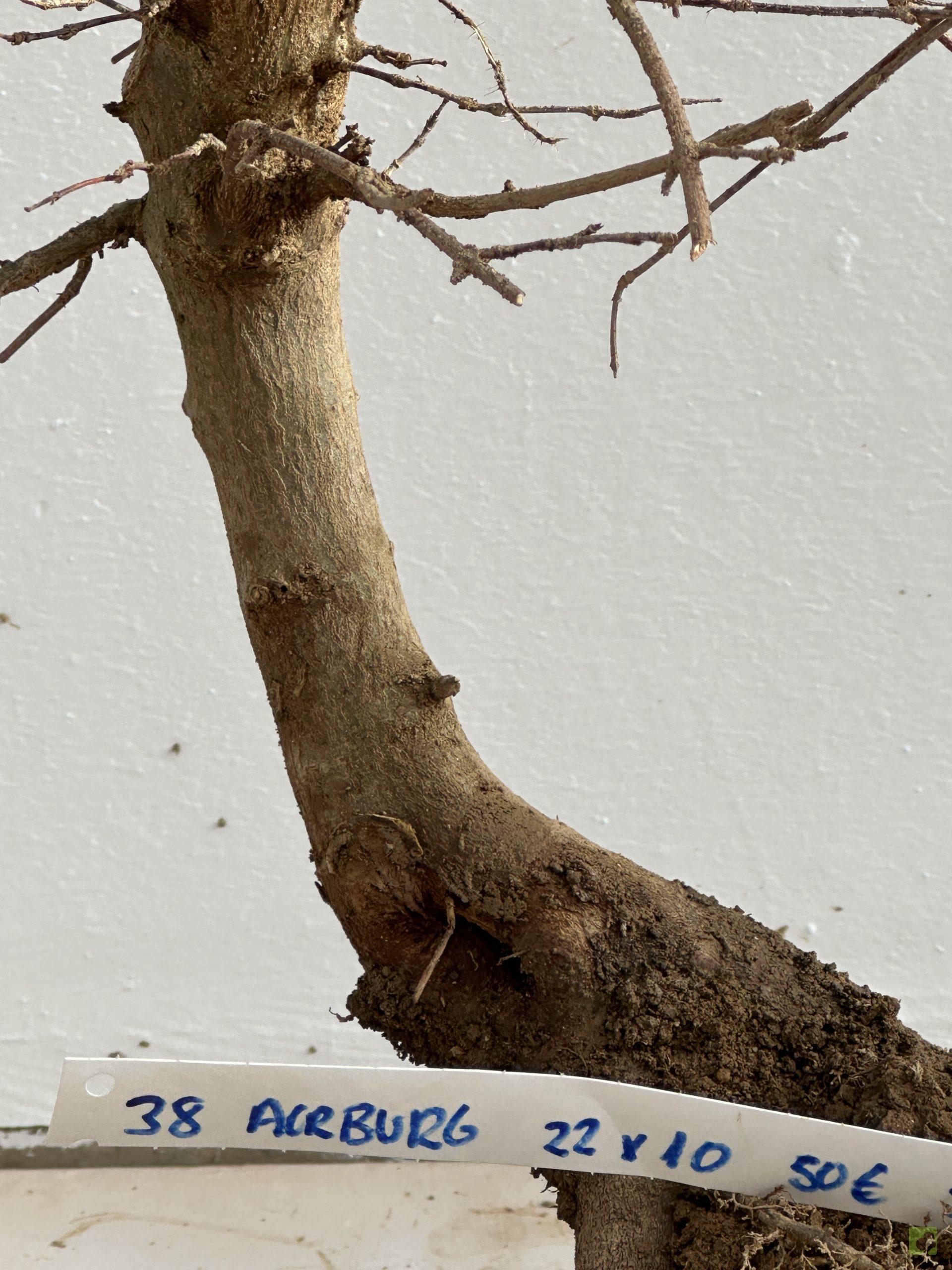 ARCE BURGERIANO 38 (3)