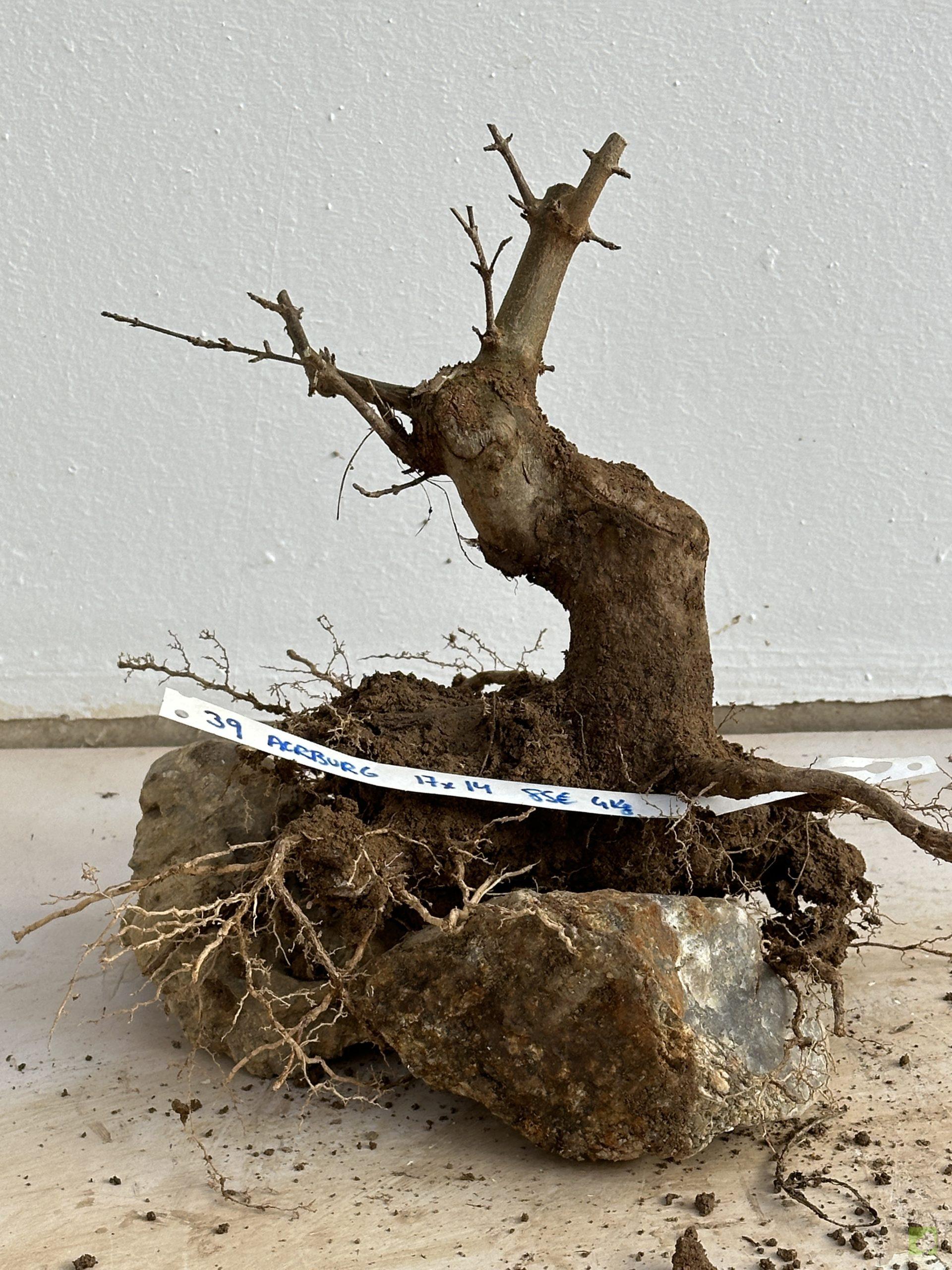 ARCE BURGERIANO 39 (1)